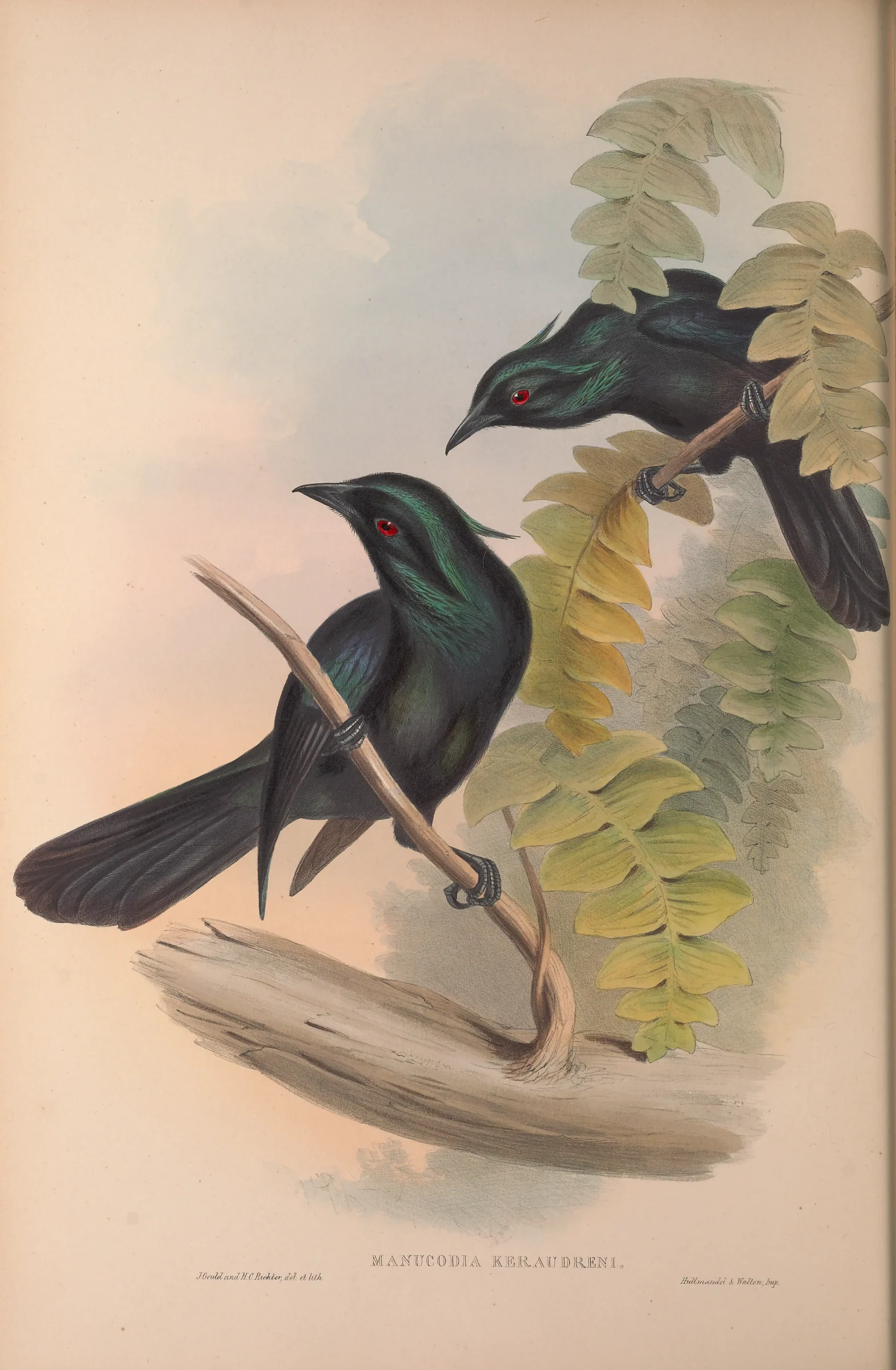 Historical bird plate: Trumpet Manucode