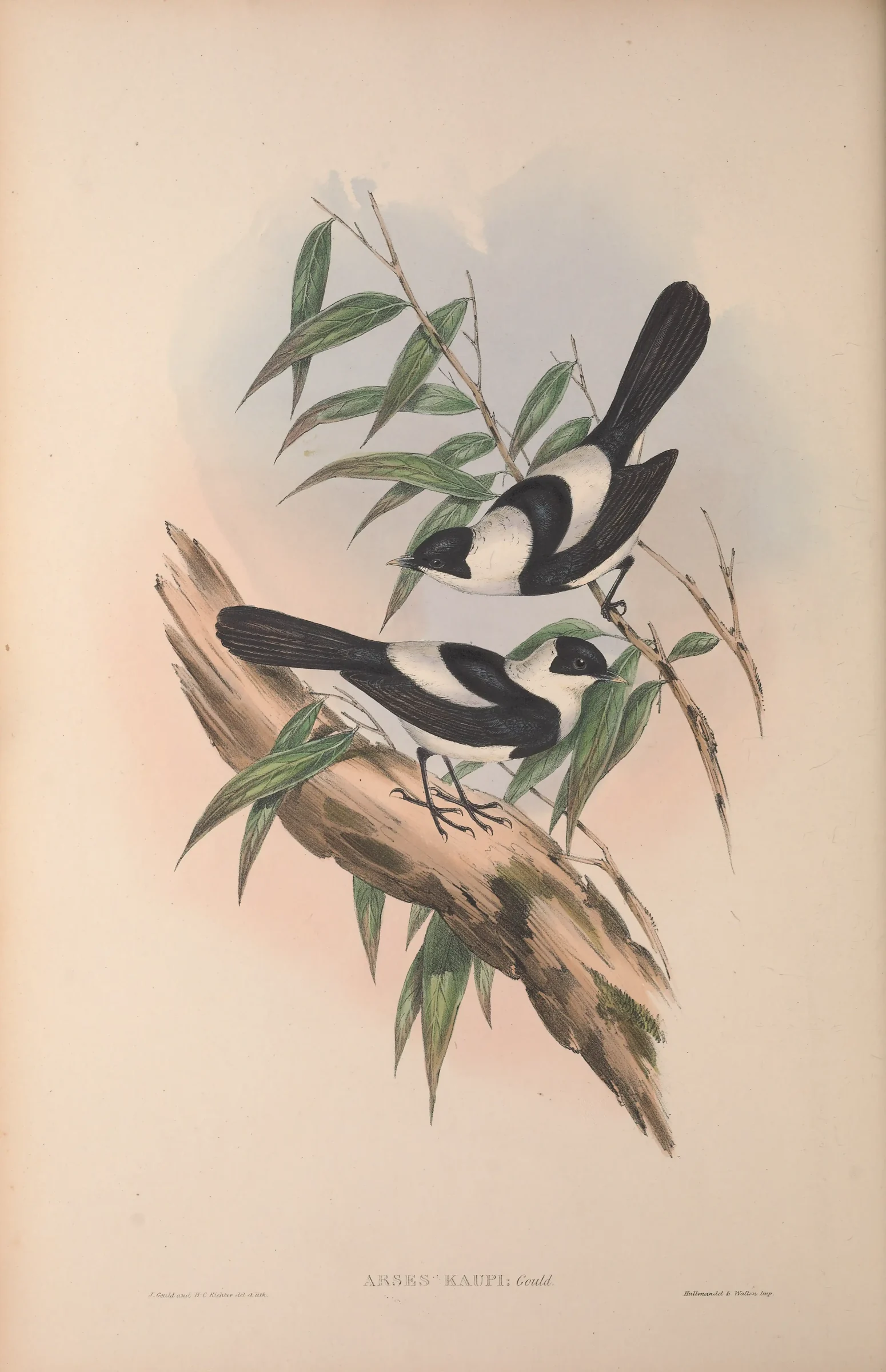 Historical bird plate: Pied Monarch