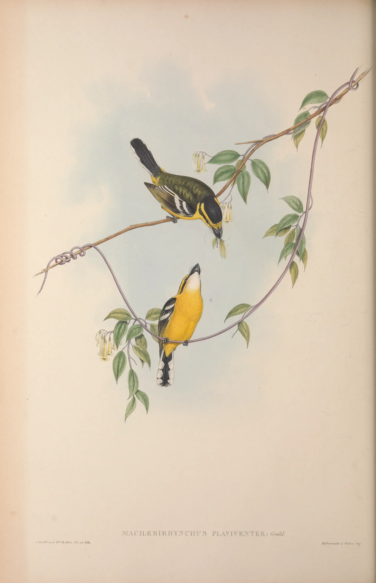 Historical bird plate: Yellow-breasted Boatbill