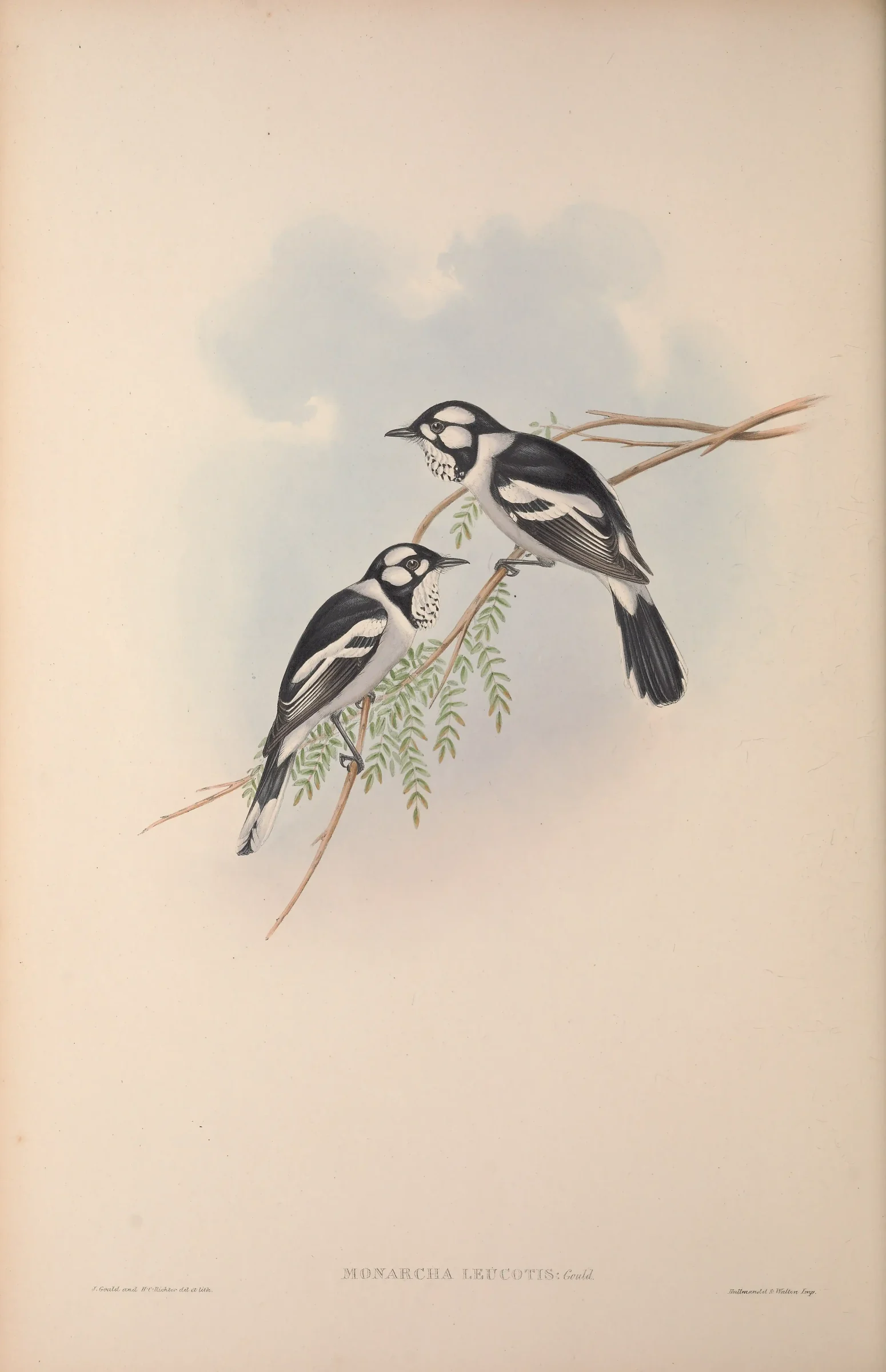 Historical bird plate: White-eared Monarch