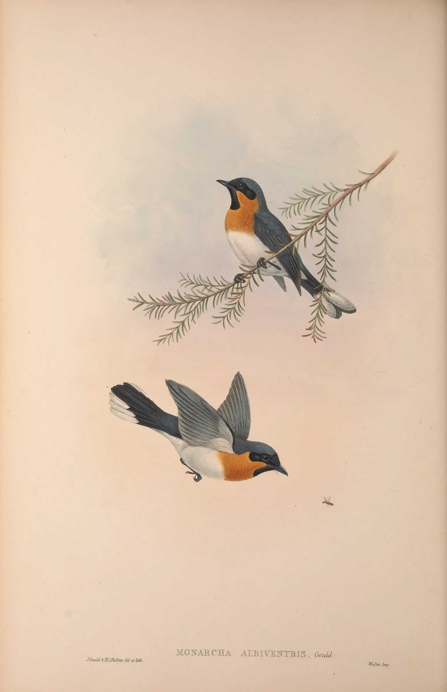 Historical bird plate: Spectacled Monarch