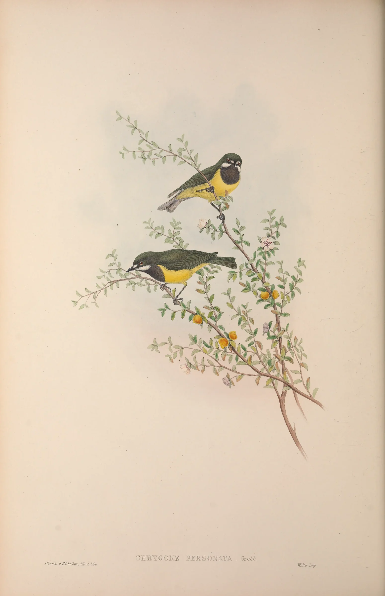 Historical bird plate: Fairy Gerygone