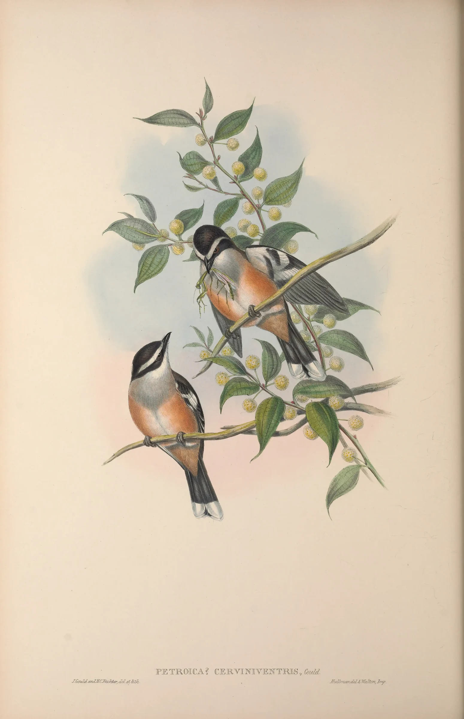 Historical bird plate: Buff-sided Robin