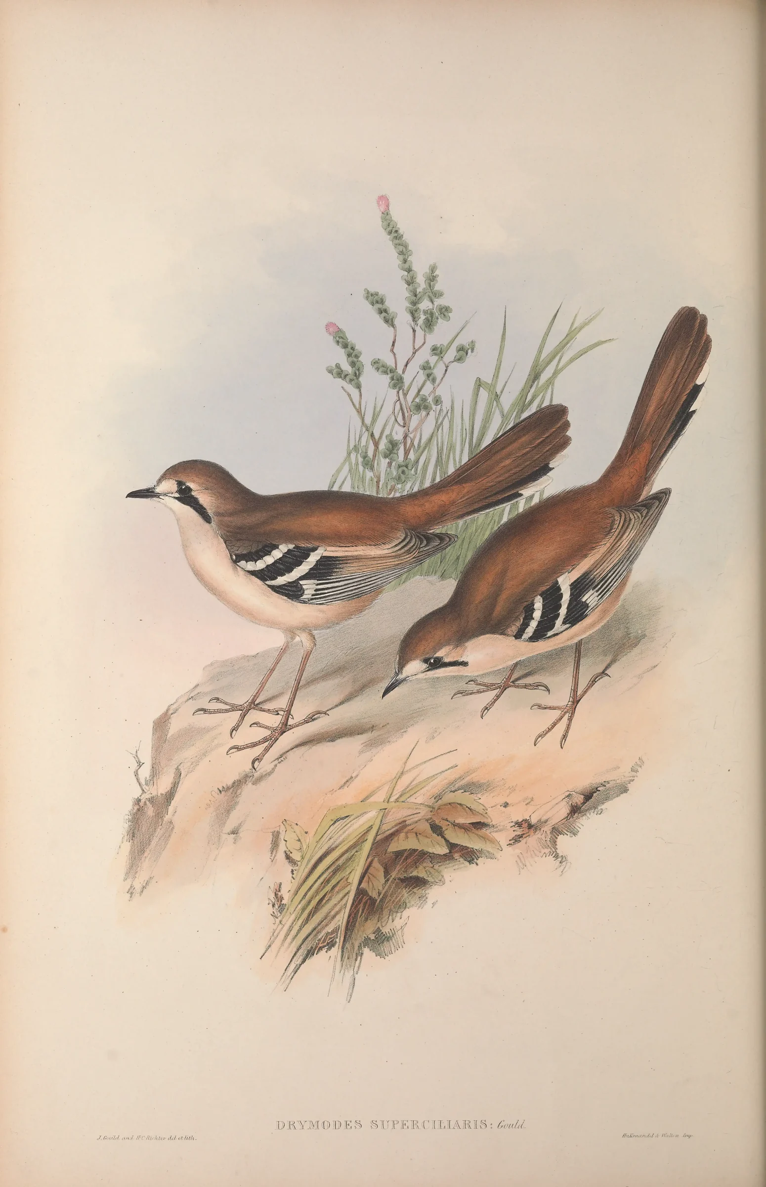 Historical bird plate: Northern Scrub Robin
