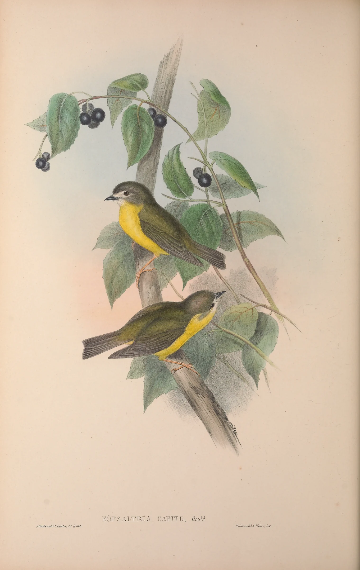 Historical bird plate: Pale-yellow Robin