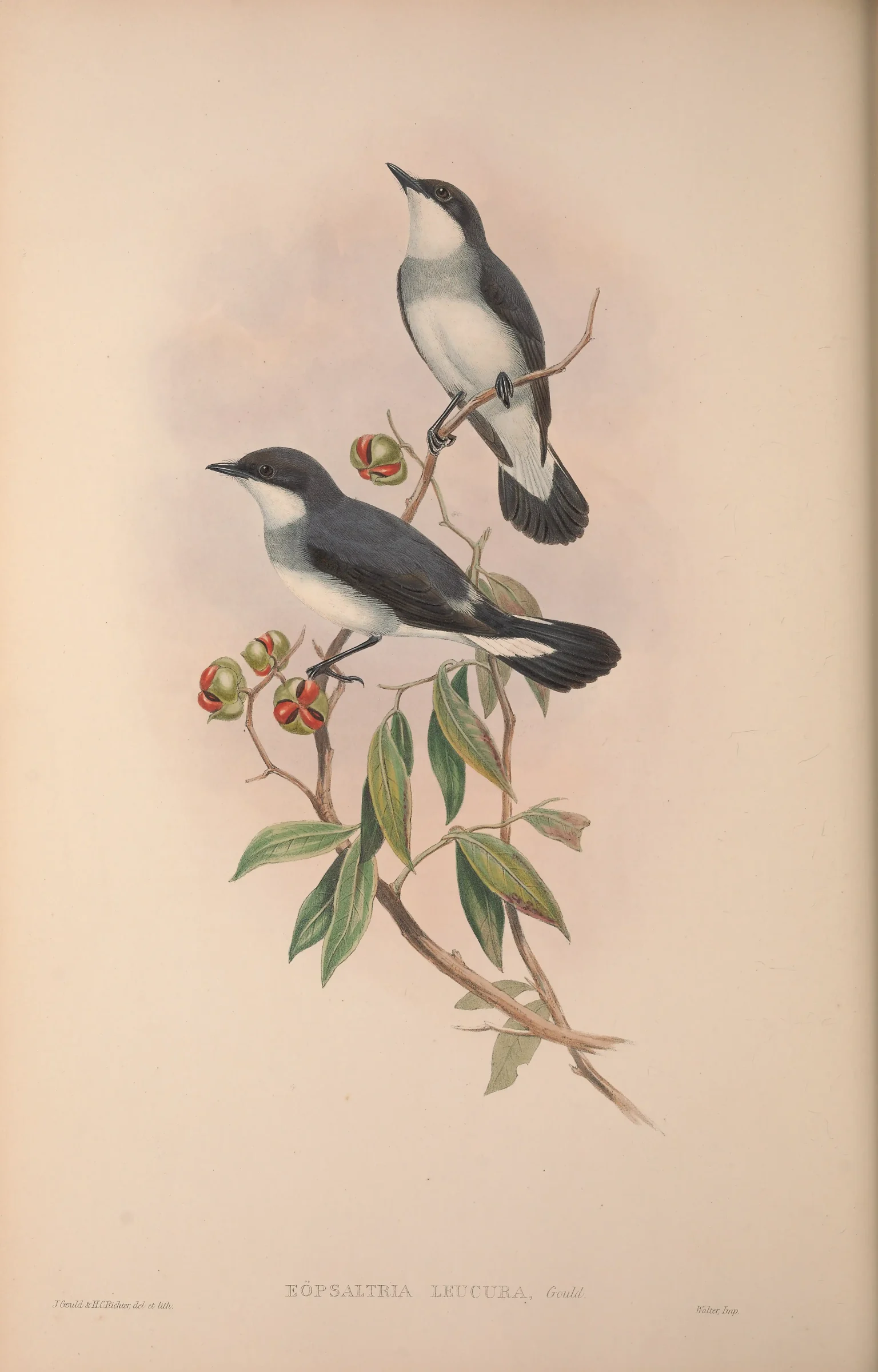 Historical bird plate: Mangrove Robin