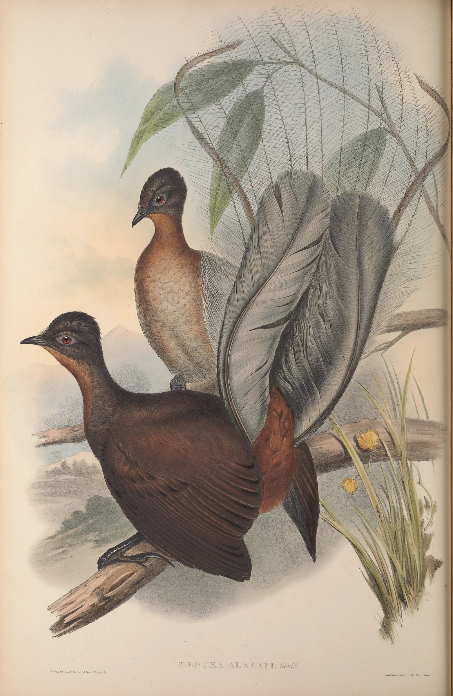 Historical bird plate: Albert's Lyrebird
