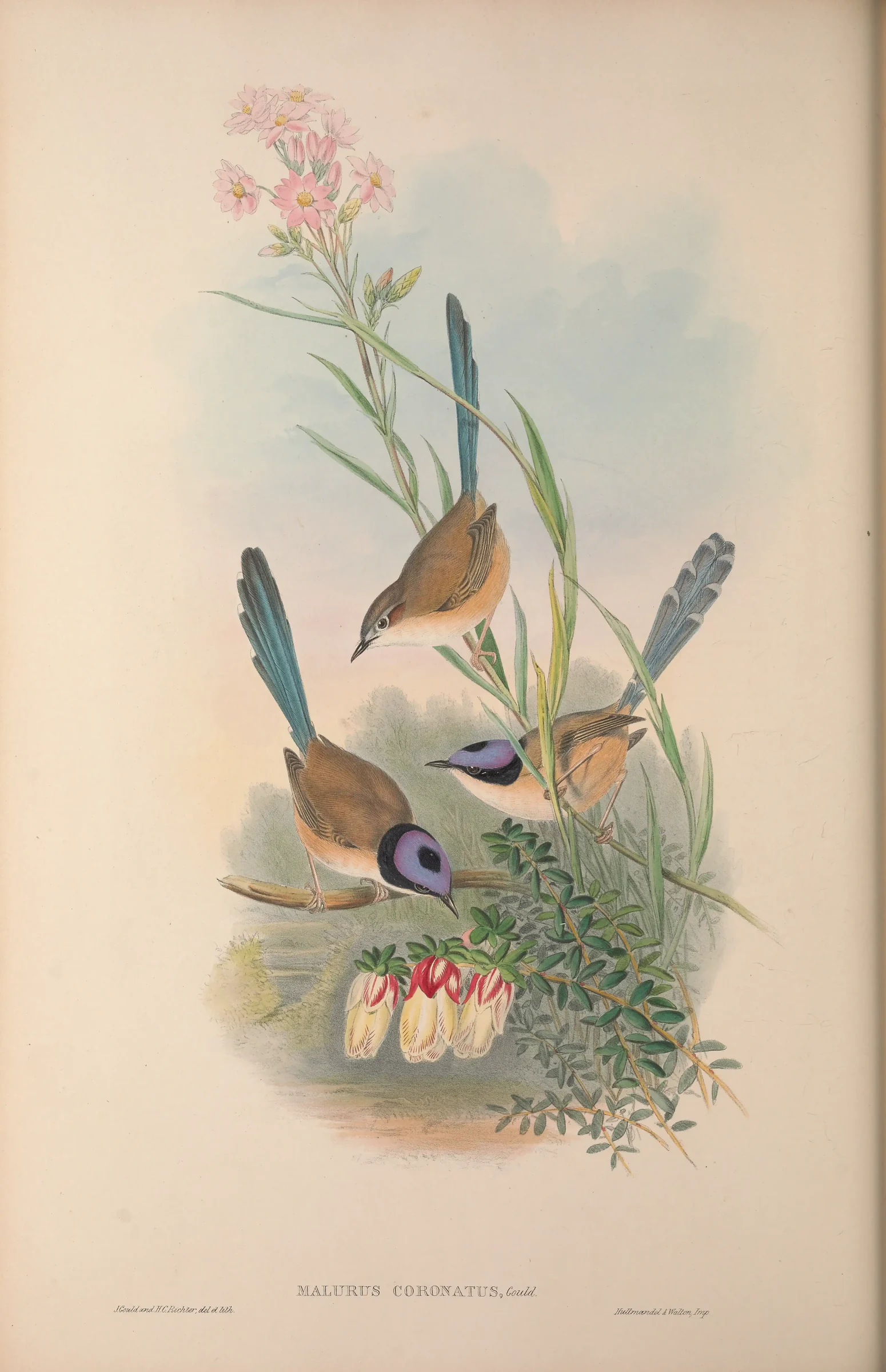 Historical bird plate: Purple-crowned Fairywren