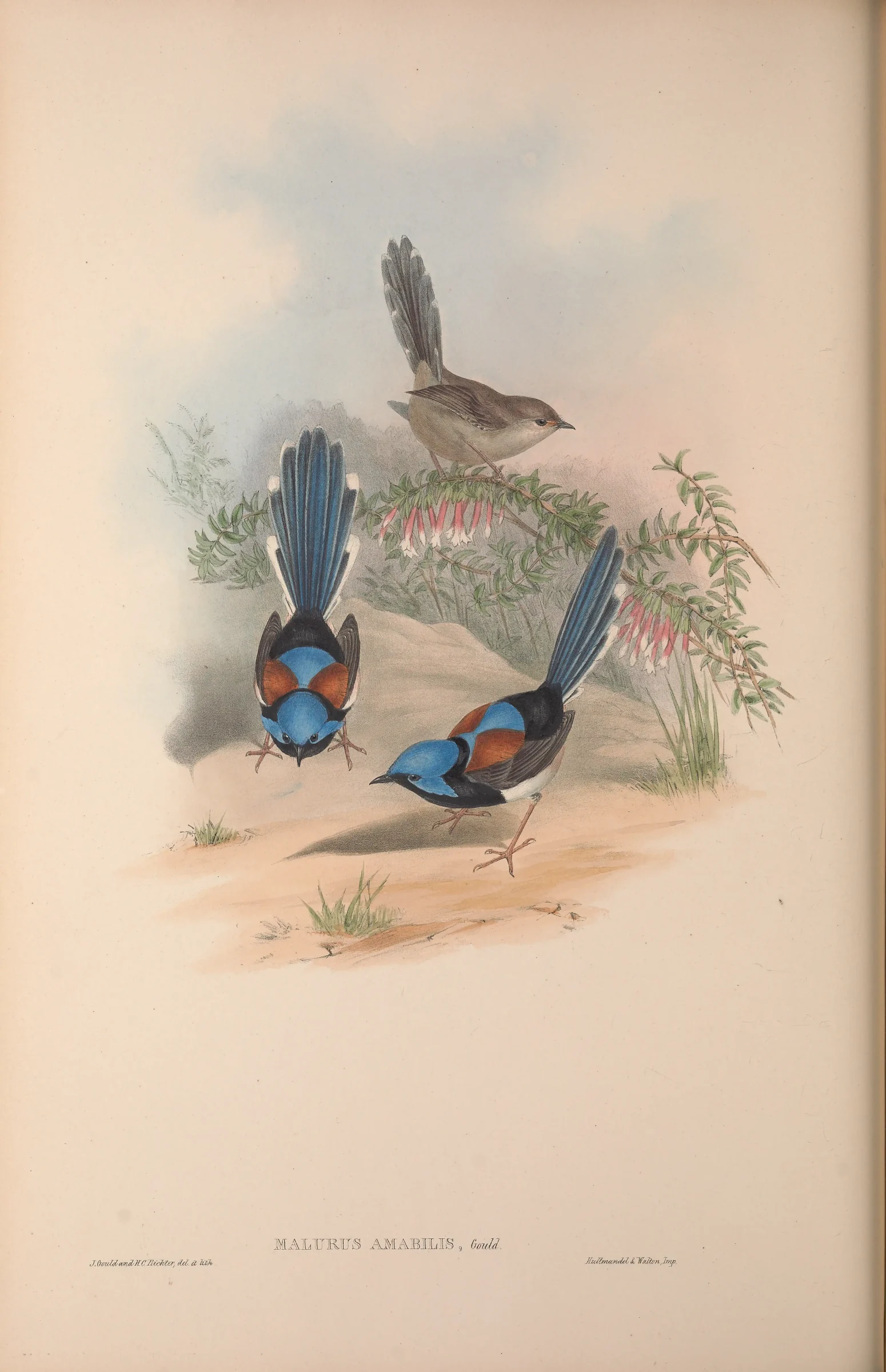 Historical bird plate: Lovely Fairywren