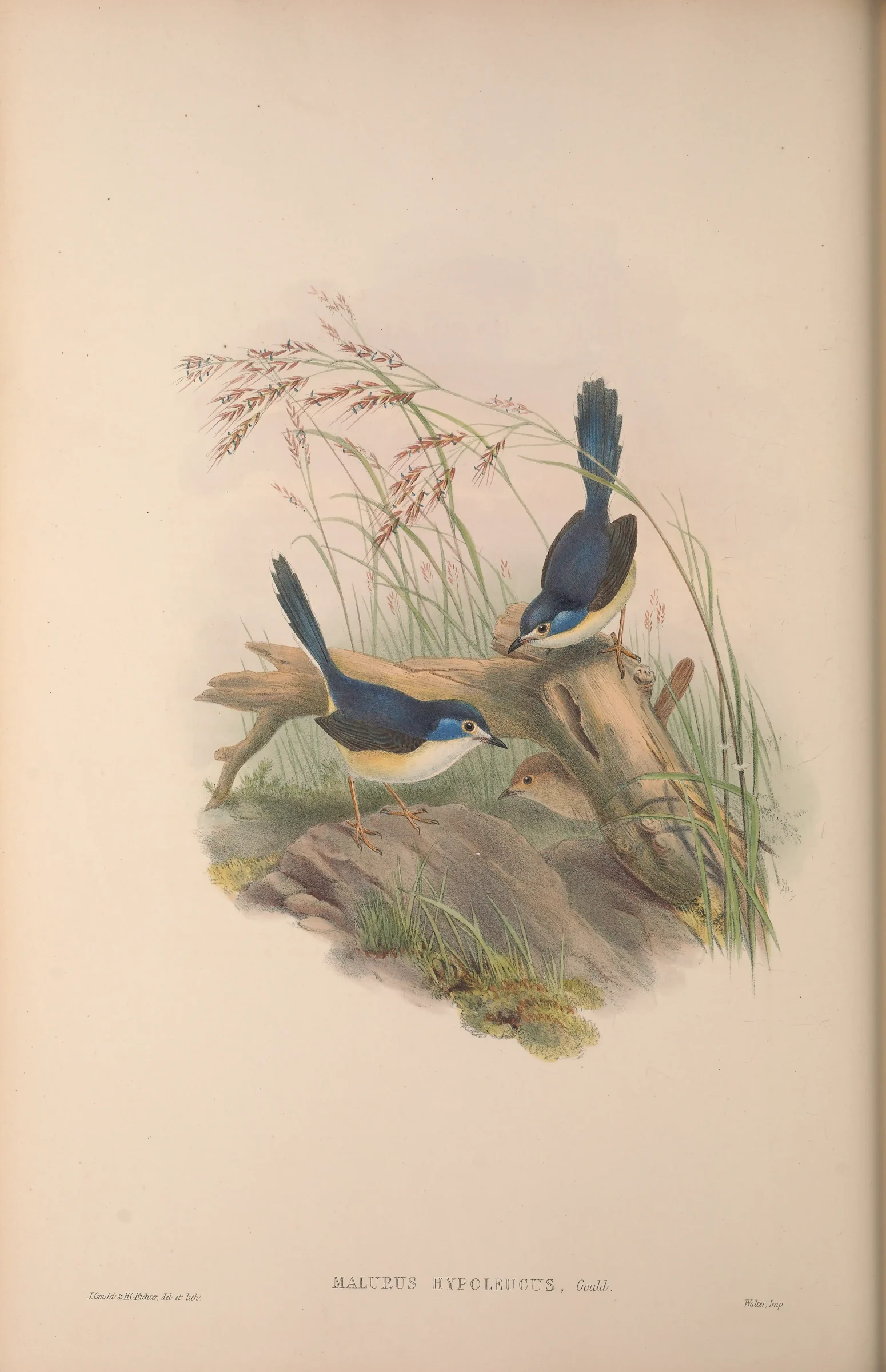 Historical bird plate: Lovely Fairywren