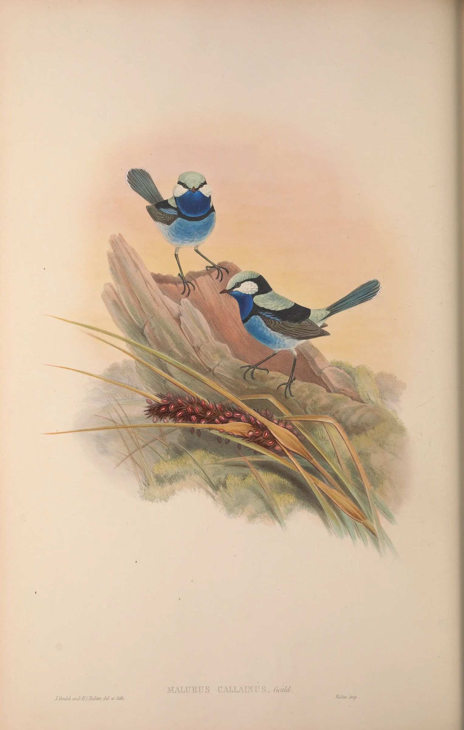 Historical bird plate: Splendid Fairywren