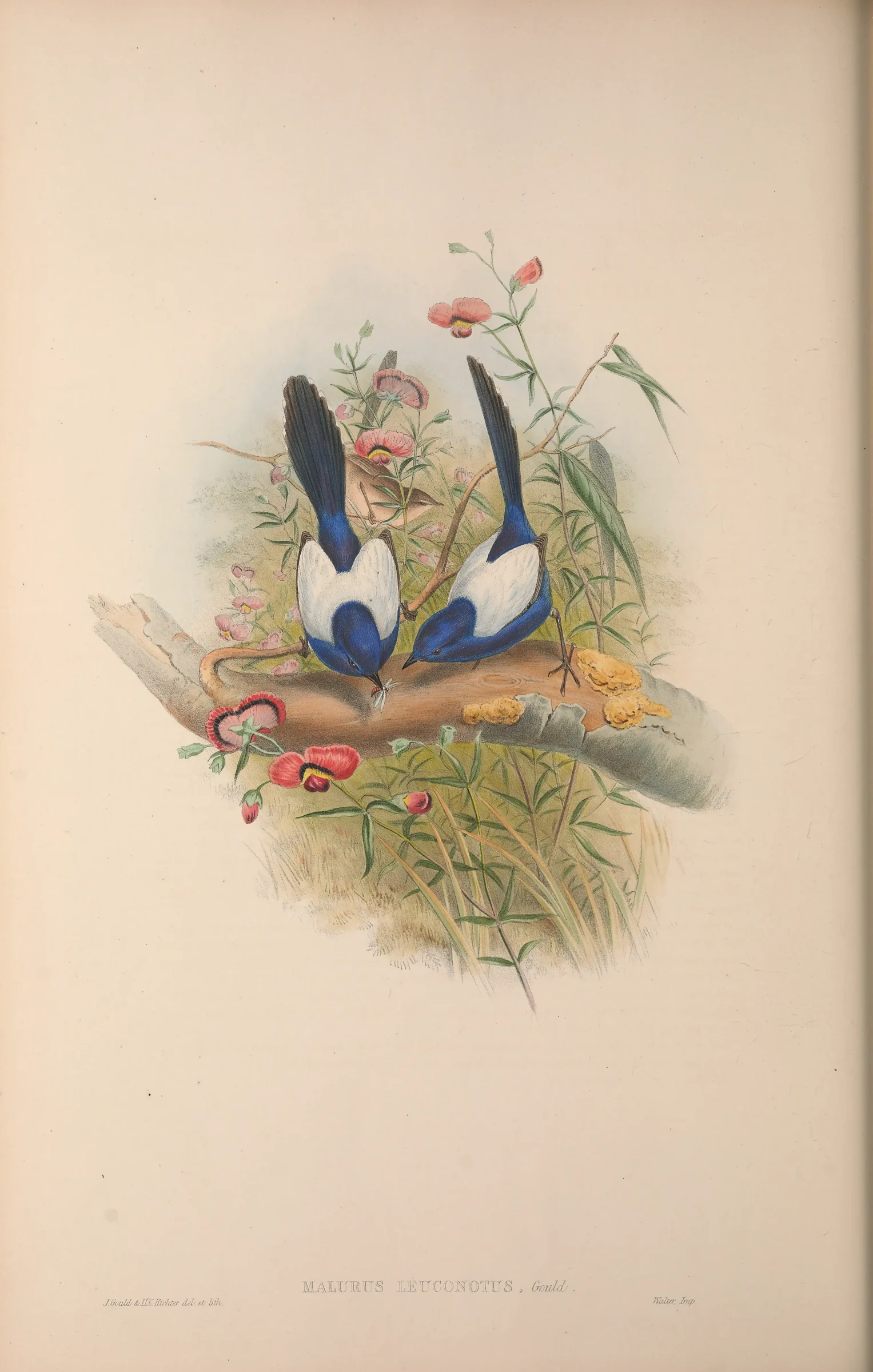Historical bird plate: White-winged Fairywren