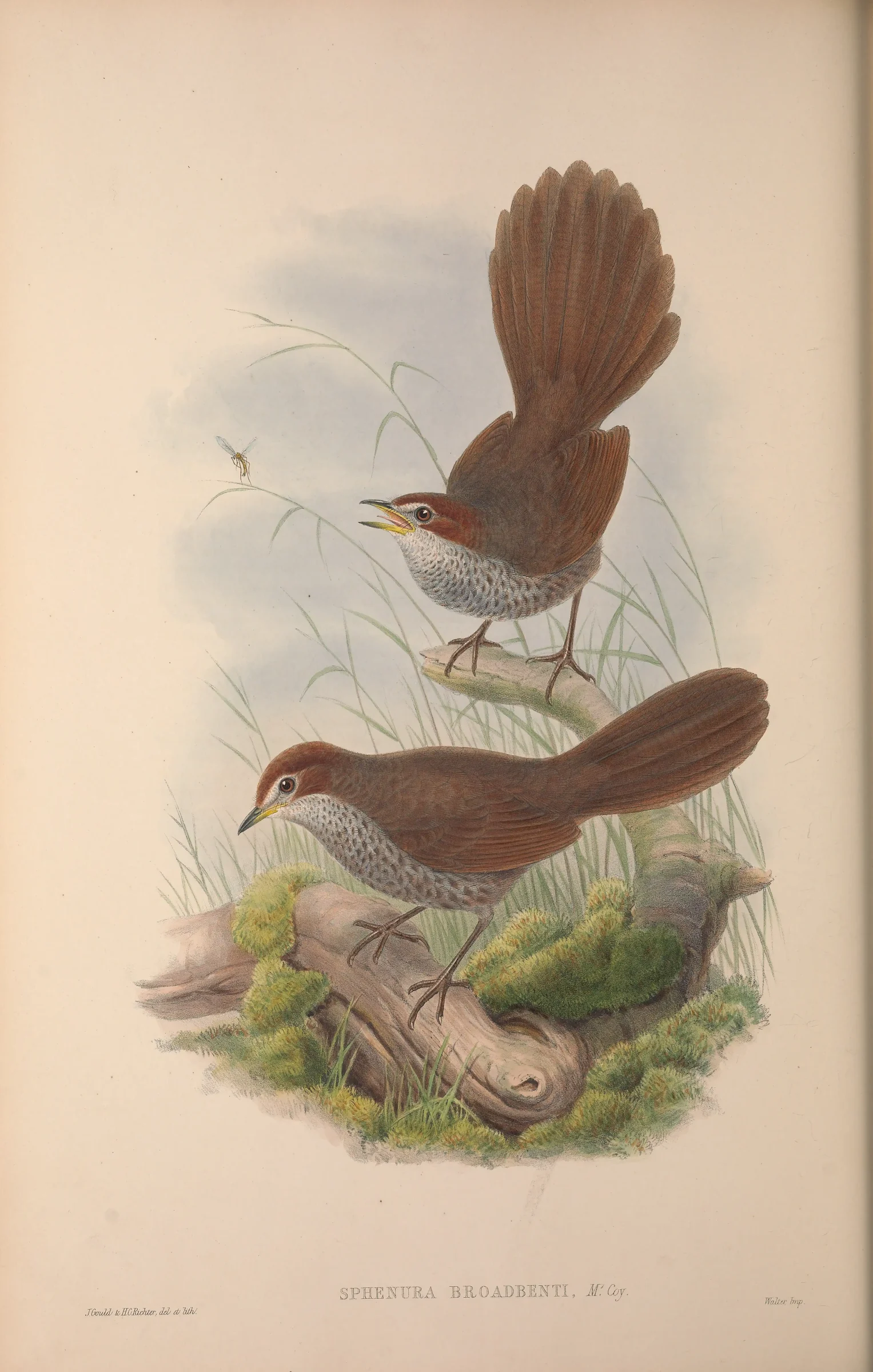 Historical bird plate: Rufous Bristlebird