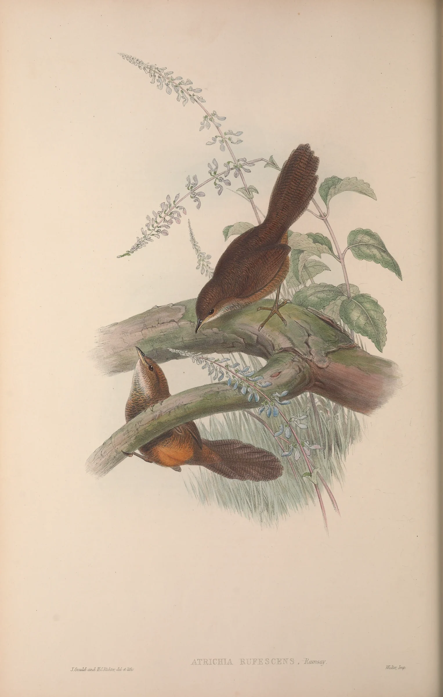 Historical bird plate: Rufous Scrubbird