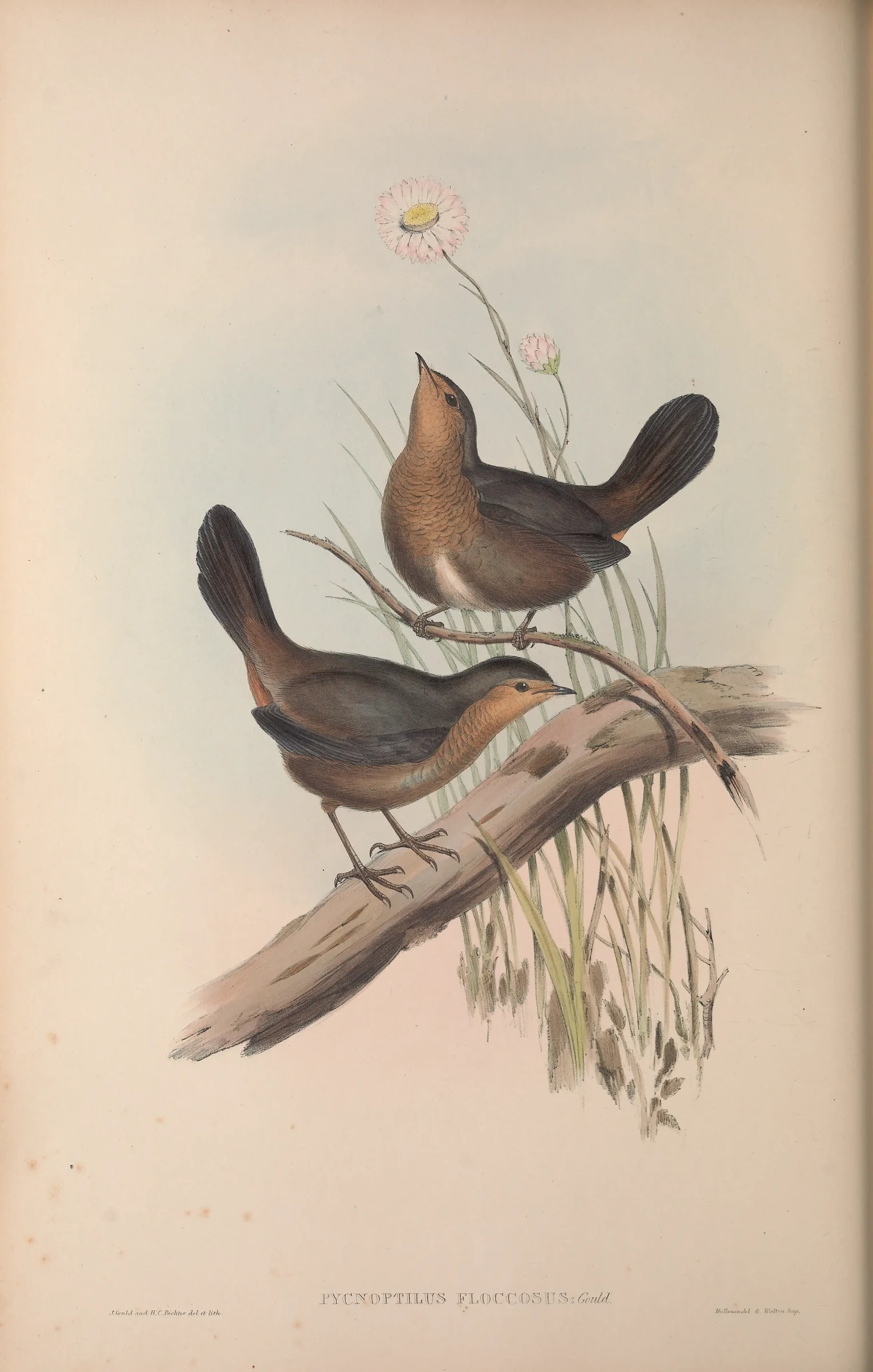 Historical bird plate: Pilotbird