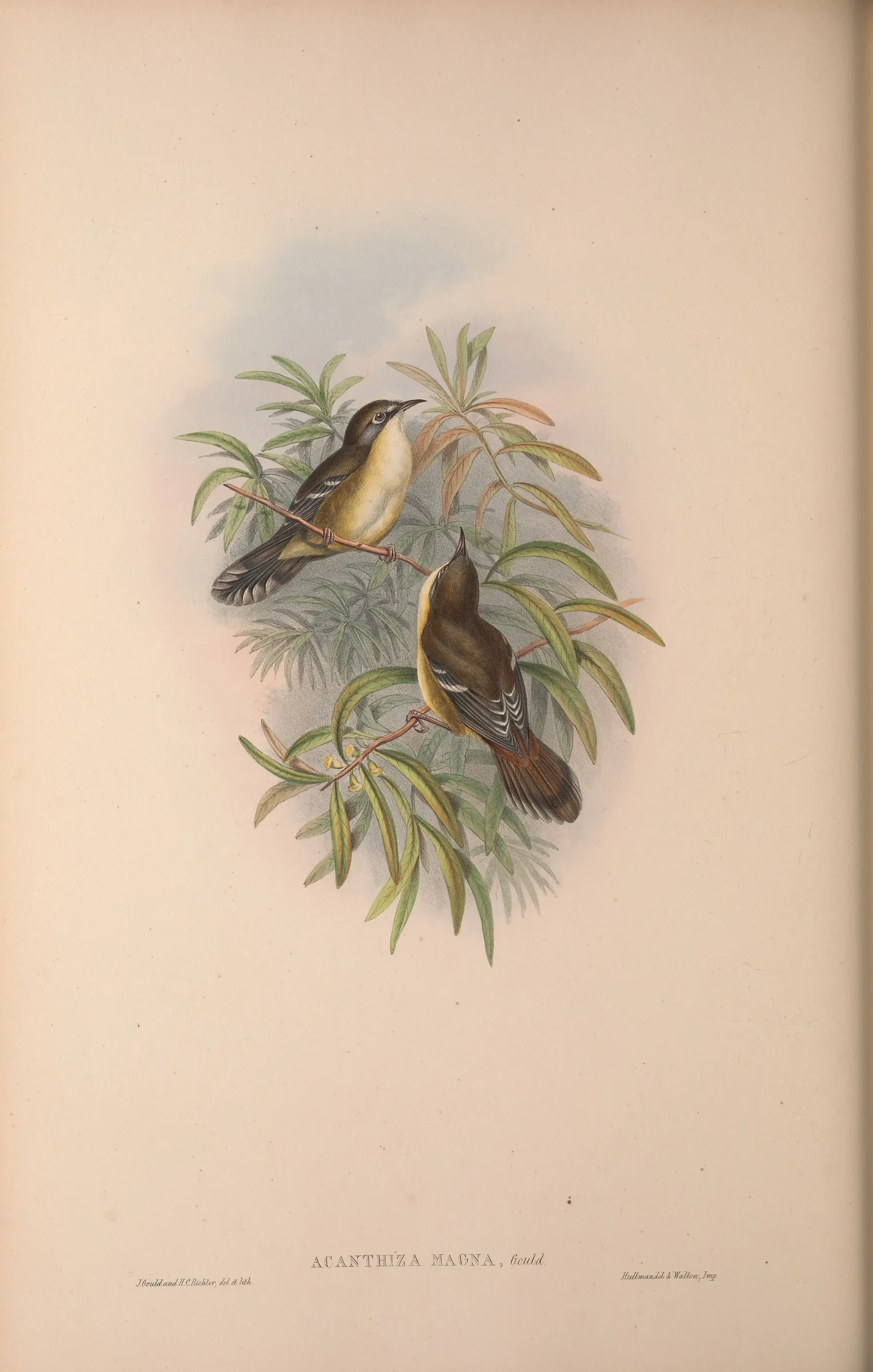 Historical bird plate: Scrubtit