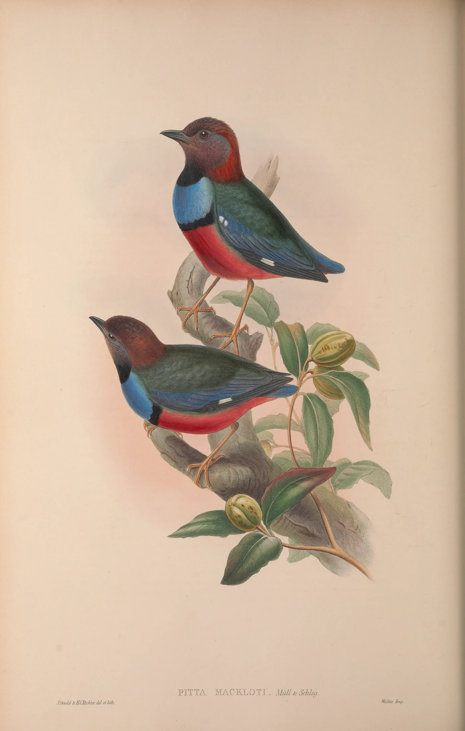 Historical bird plate: Papuan Pitta