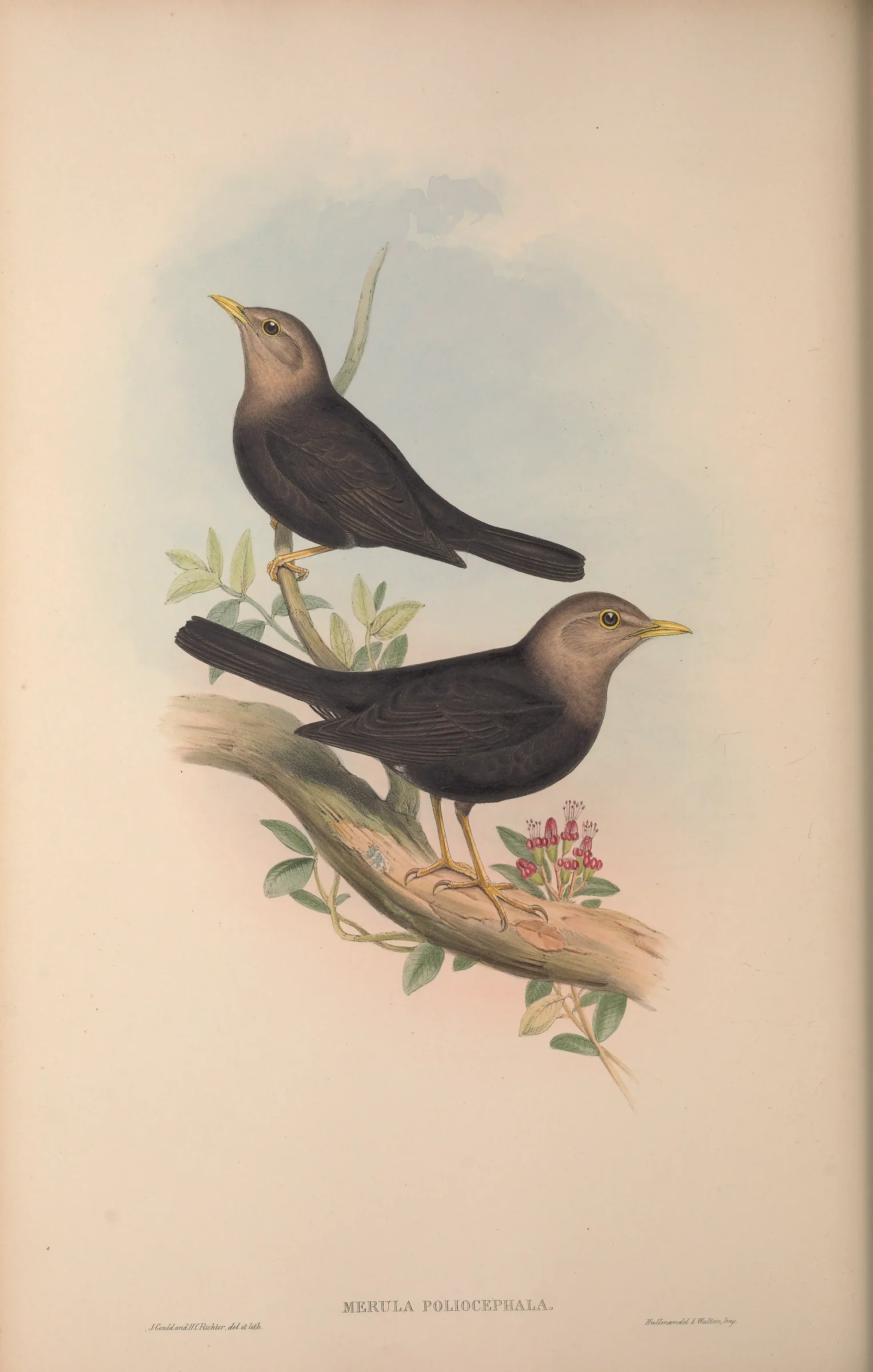 Historical bird plate: Tasman Sea Island Thrush
