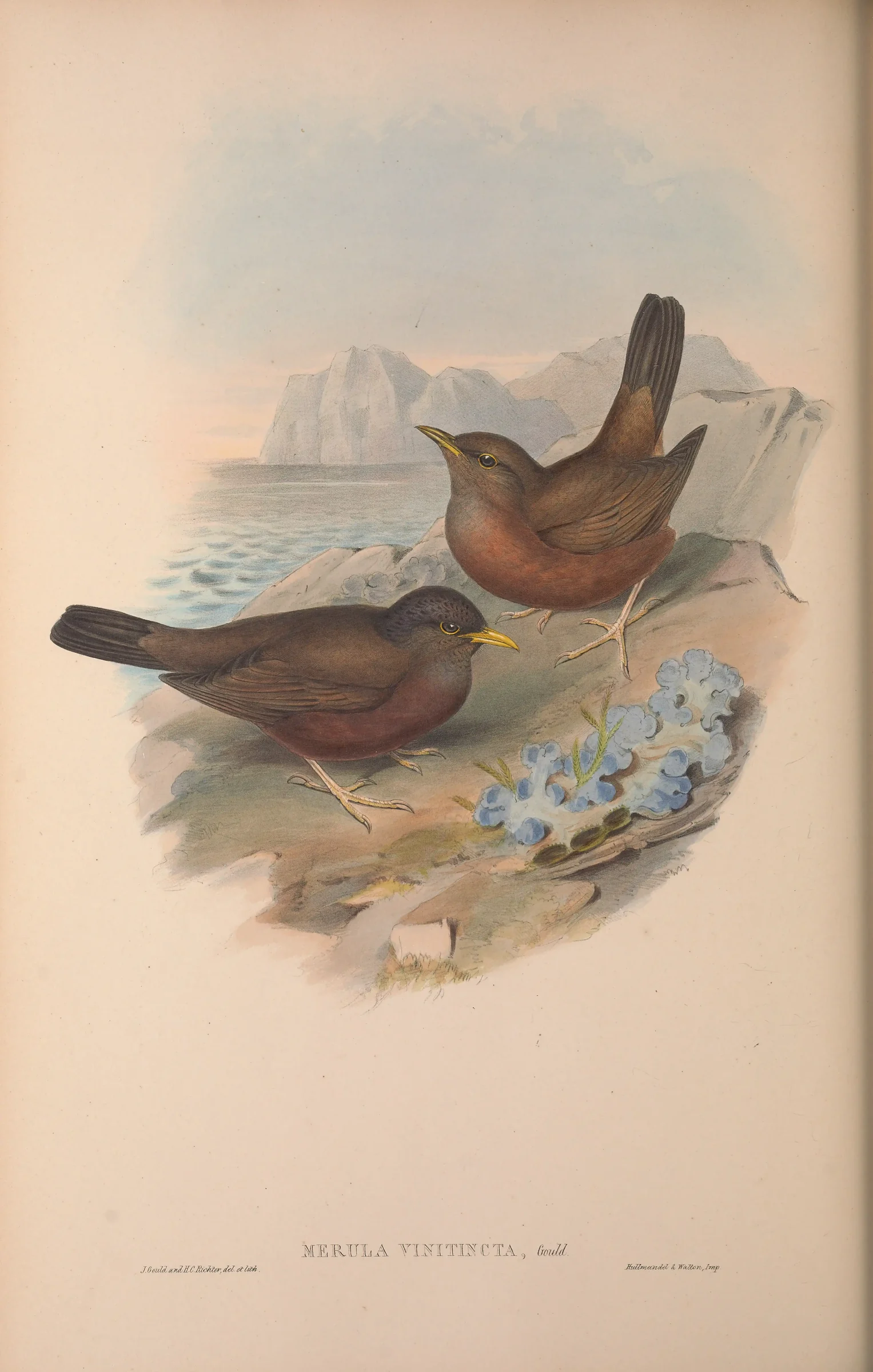 Historical bird plate: Tasman Sea Island Thrush