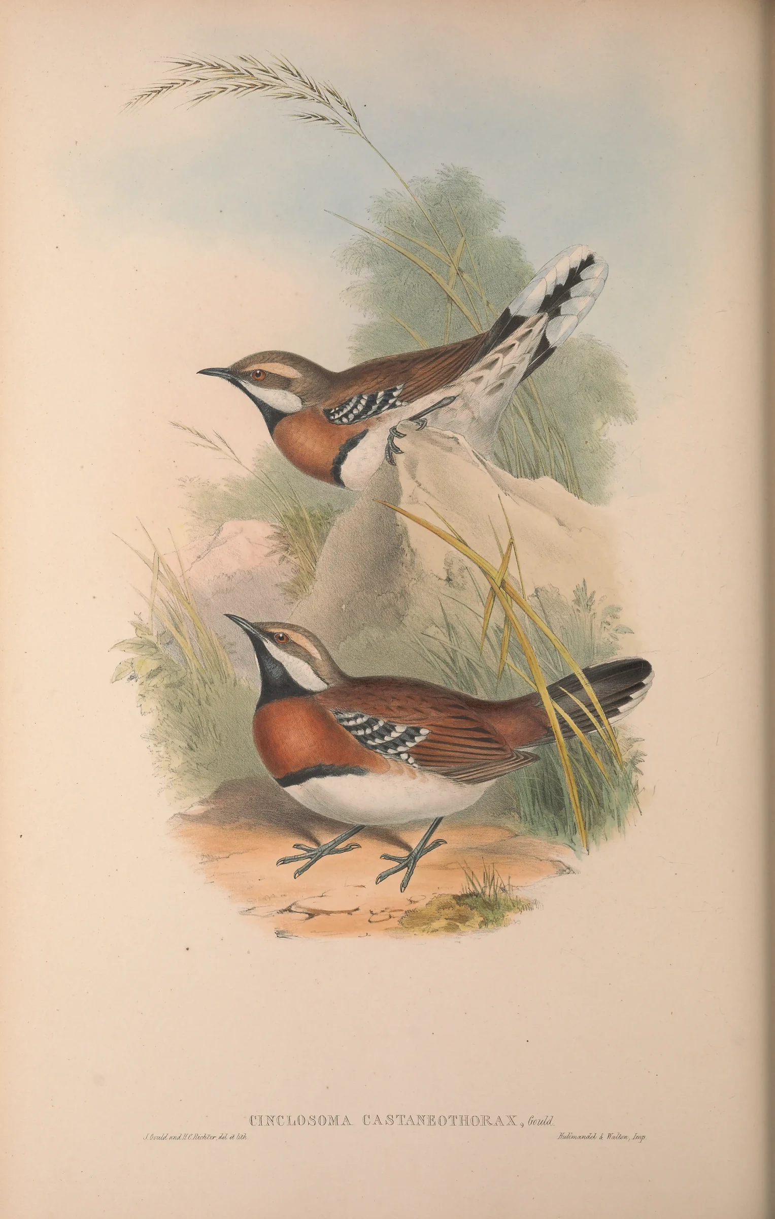 Historical bird plate: Chestnut-breasted Quail-thrush