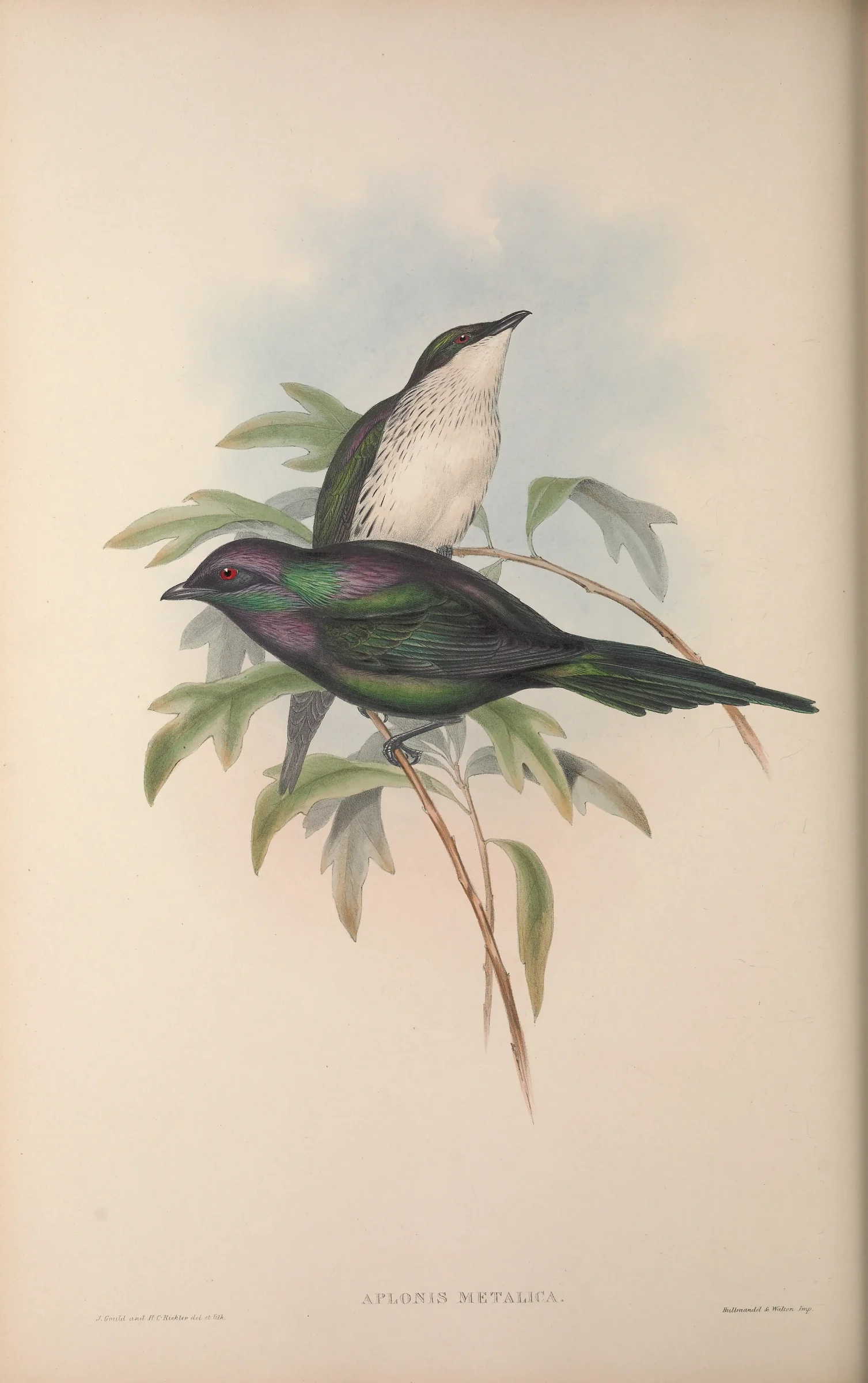 Historical bird plate: Metallic Starling