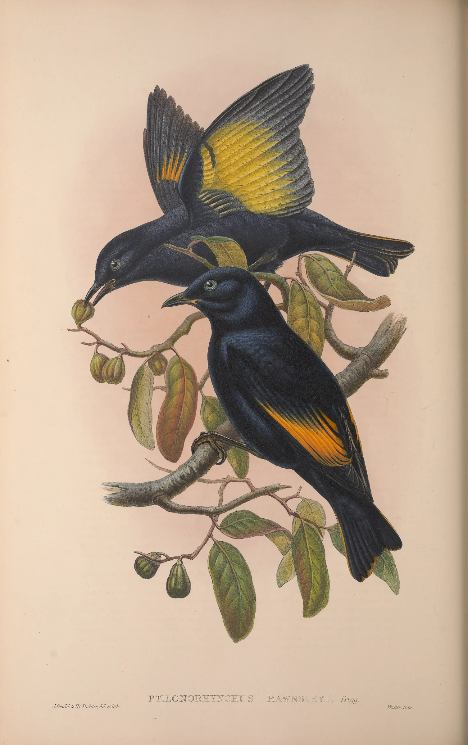 Historical bird plate: Regent Bowerbird