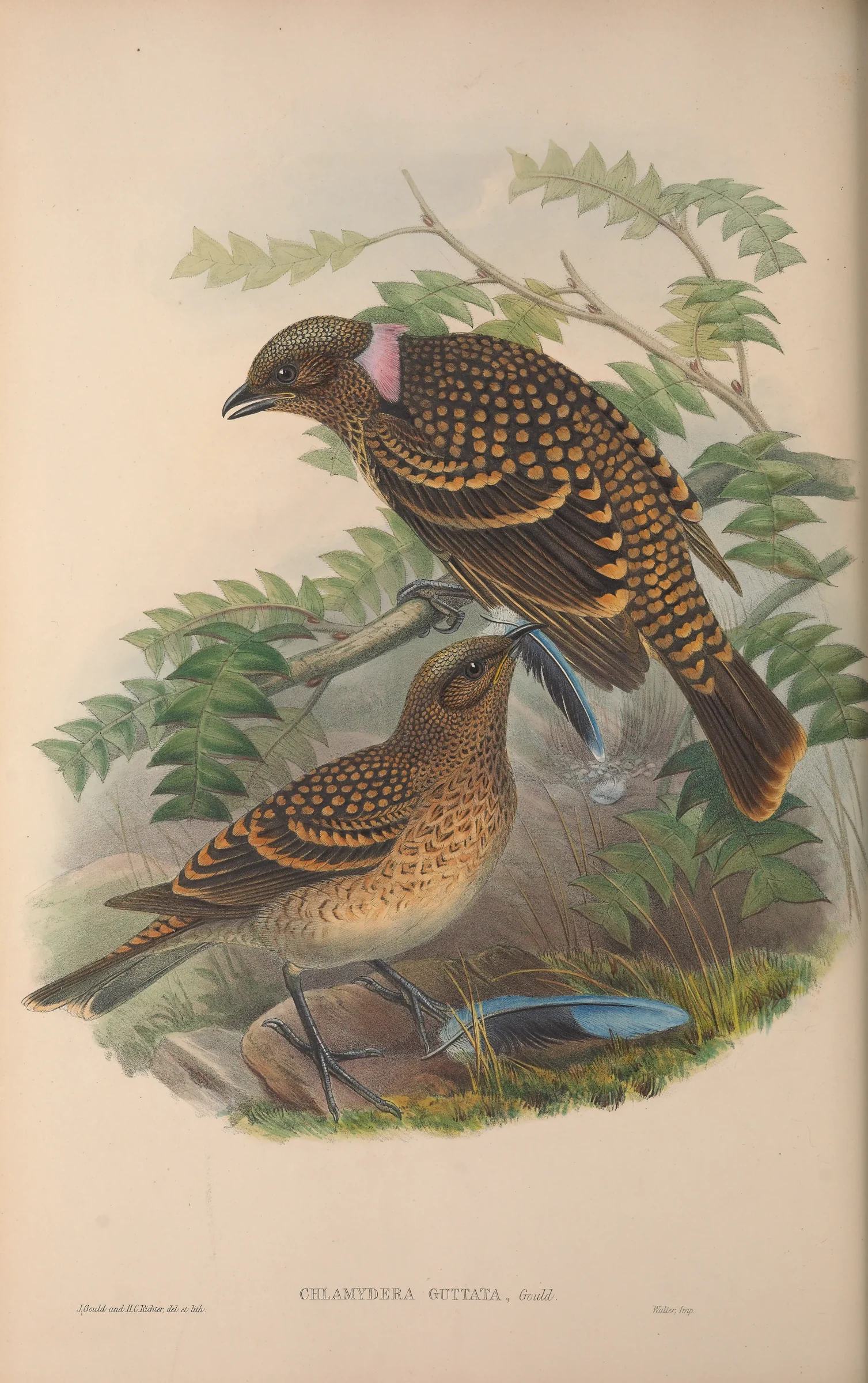 Historical bird plate: Western Bowerbird
