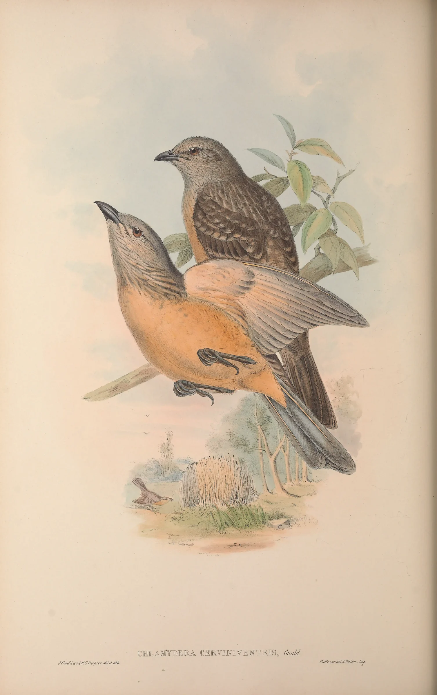 Historical bird plate: Fawn-breasted Bowerbird