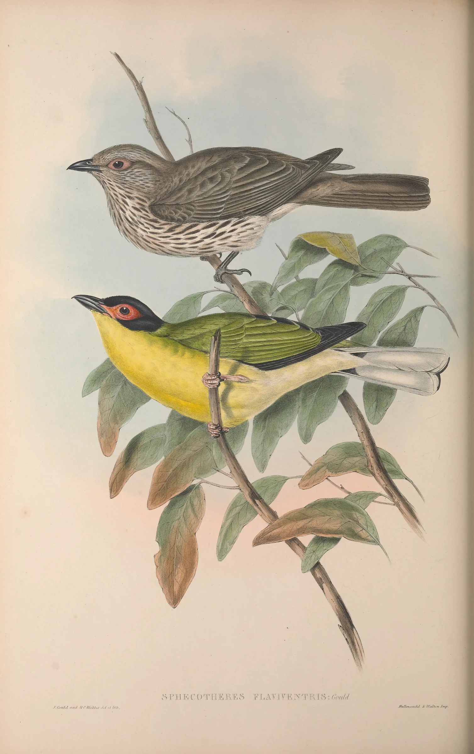 Historical bird plate: Australasian Figbird