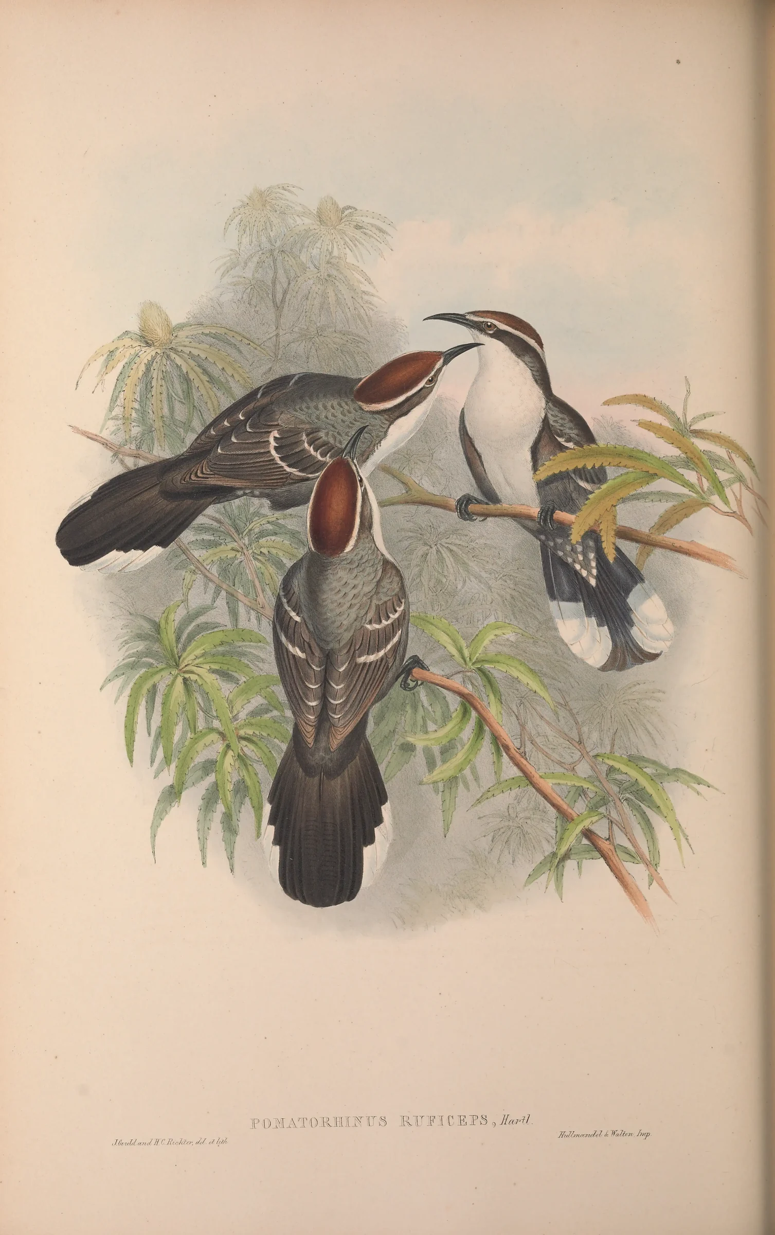 Historical bird plate: Chestnut-crowned Babbler