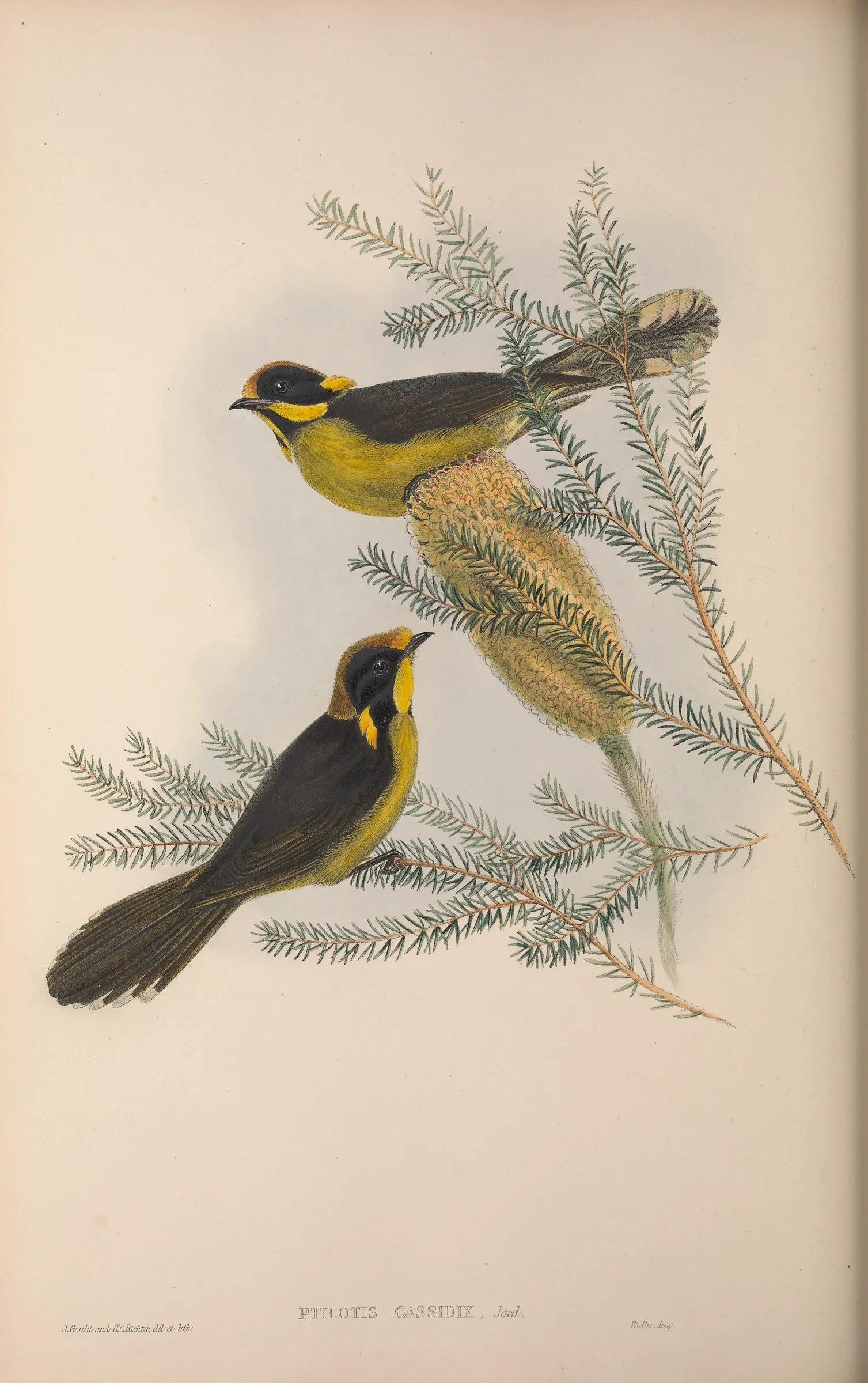 Historical bird plate: Yellow-tufted Honeyeater