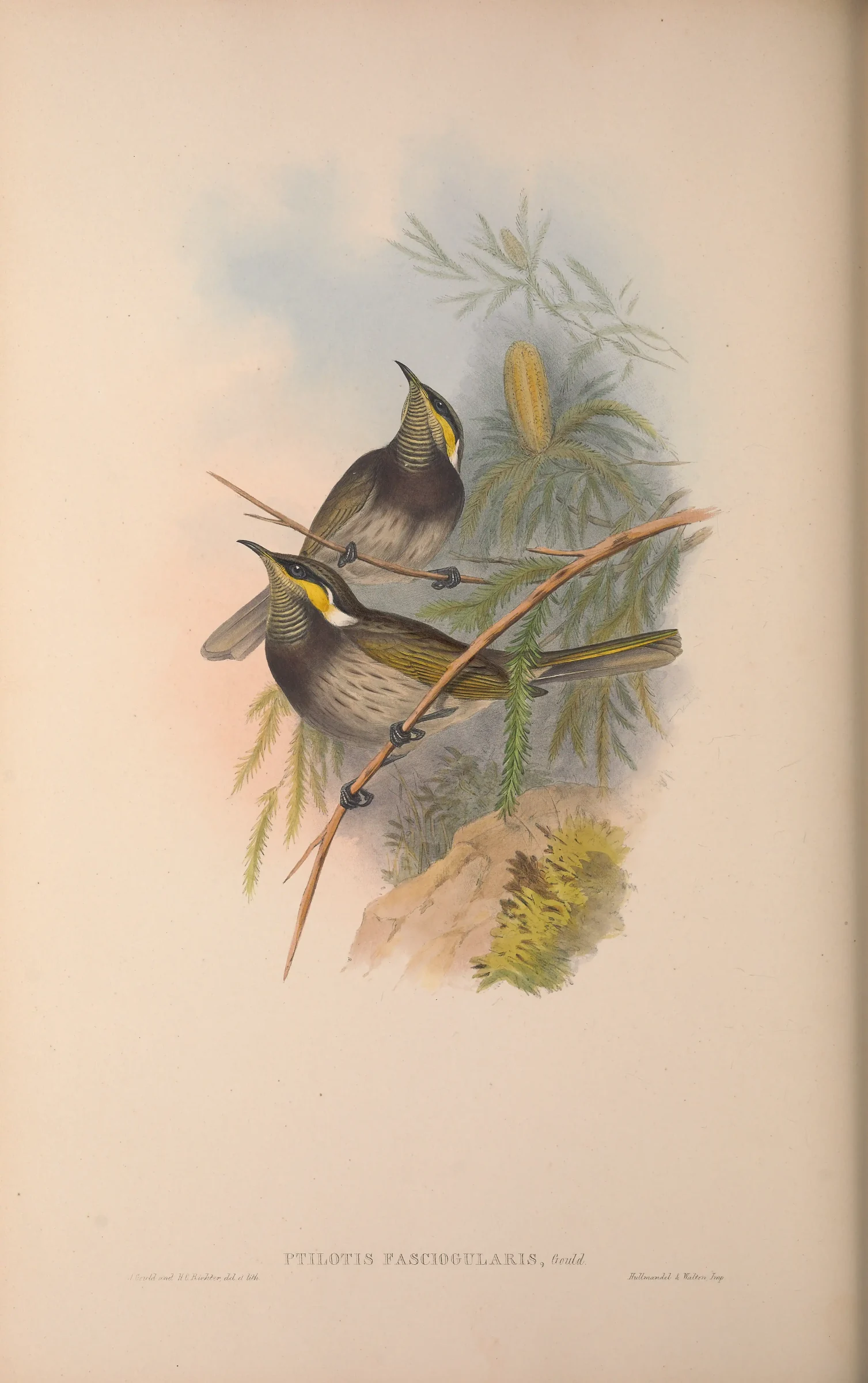 Historical bird plate: Mangrove Honeyeater