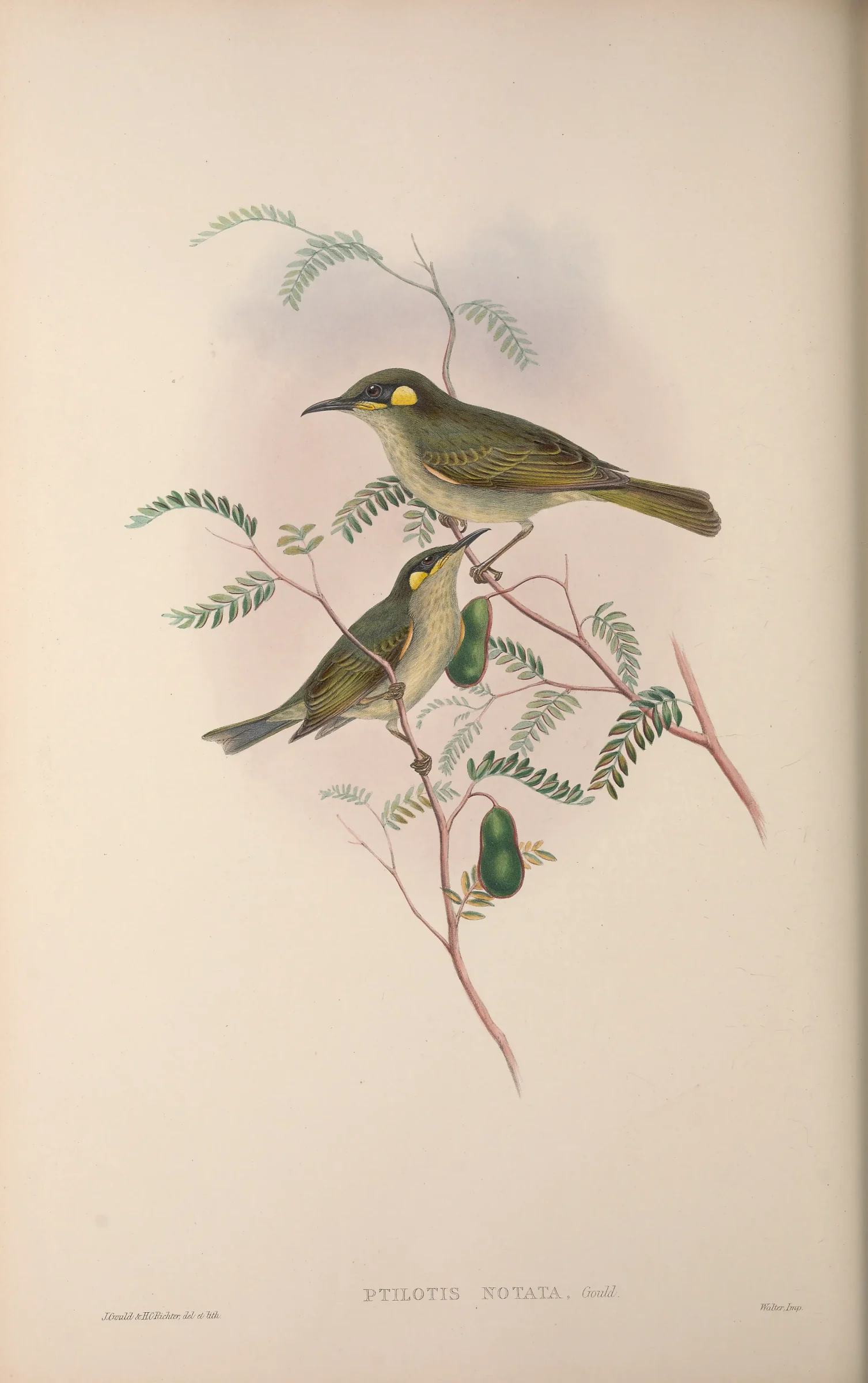 Historical bird plate: Yellow-spotted Honeyeater