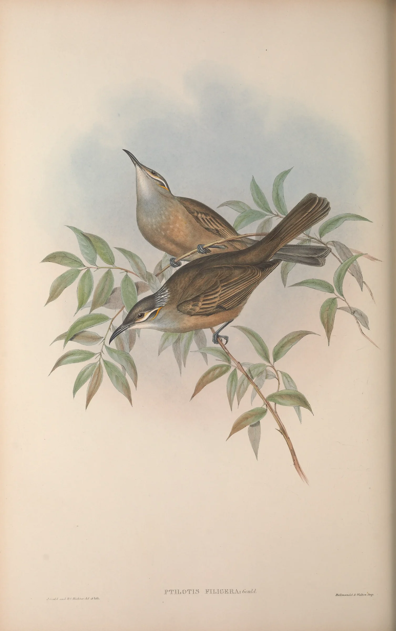 Historical bird plate: Tawny-breasted Honeyeater