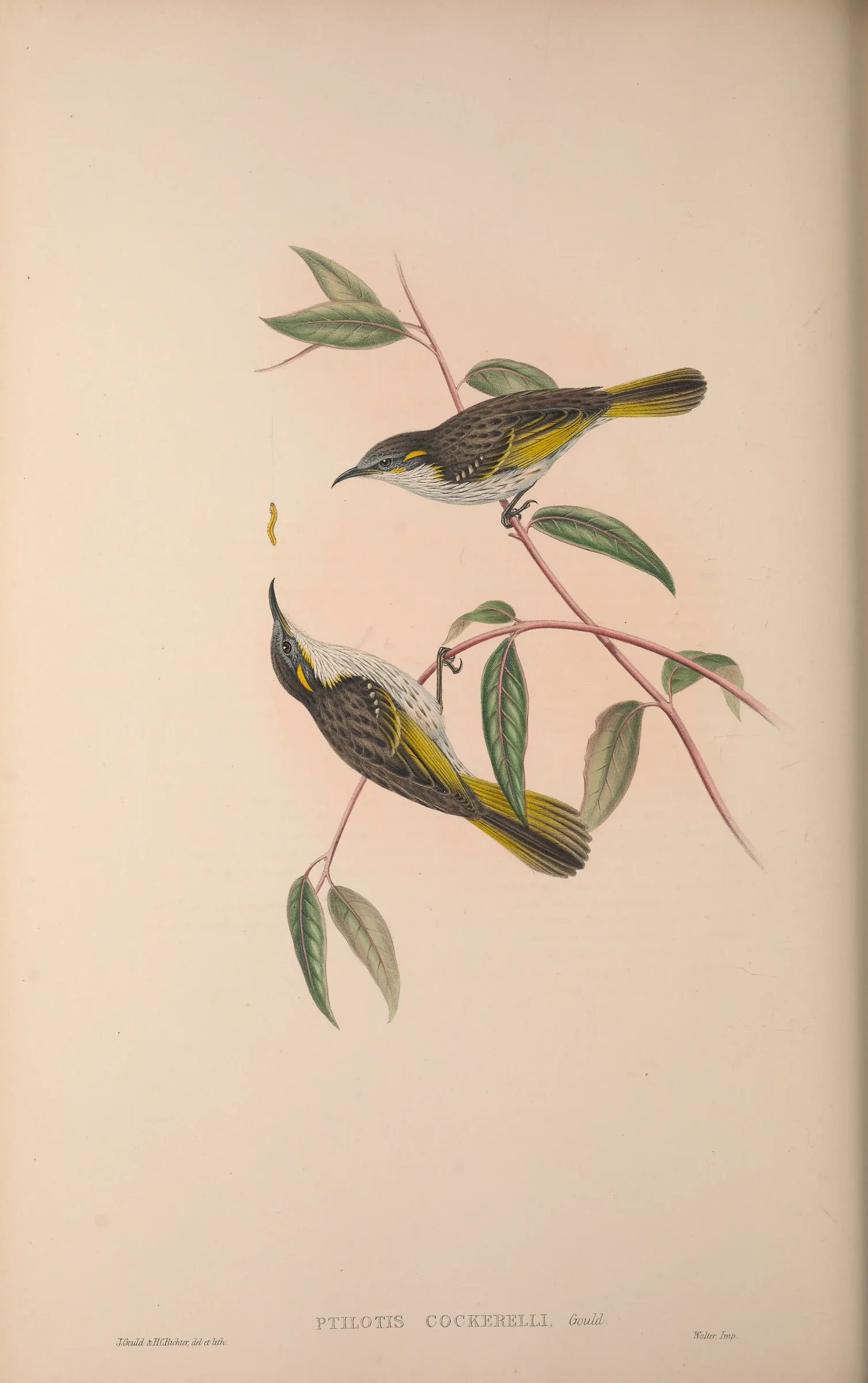 Historical bird plate: White-streaked Honeyeater
