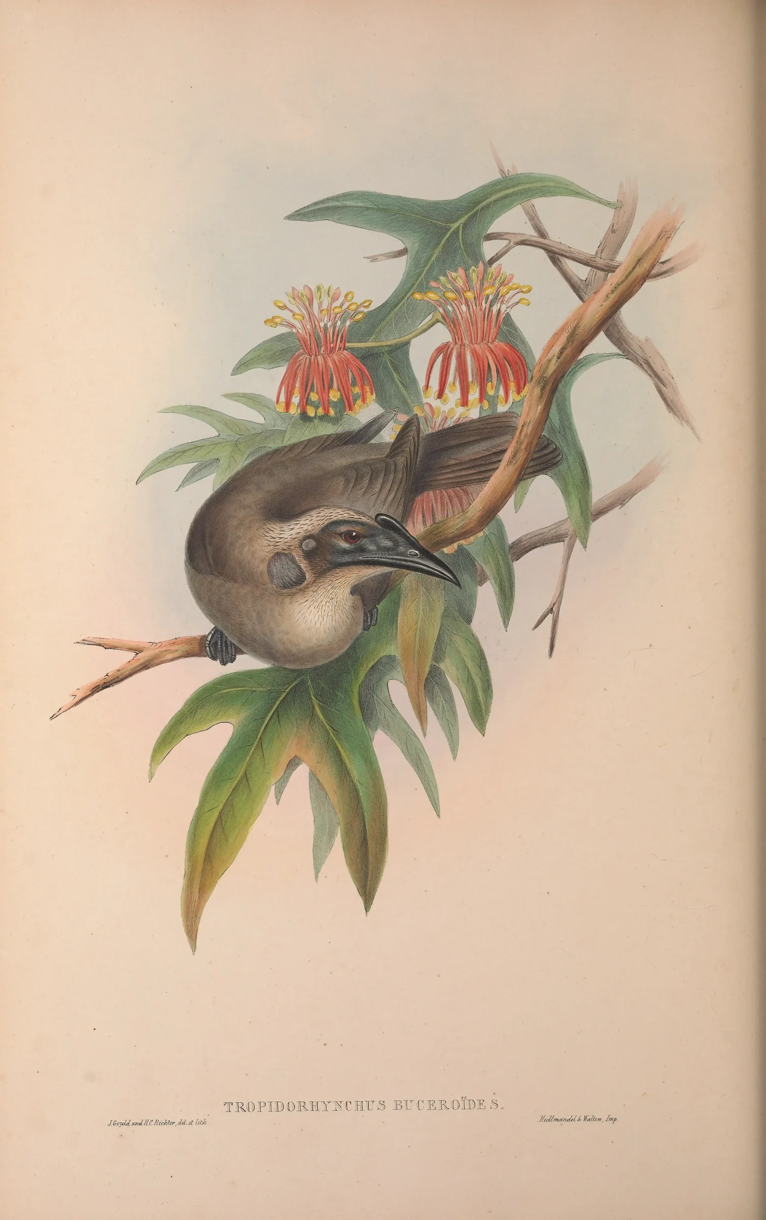 Historical bird plate: Helmeted Friarbird