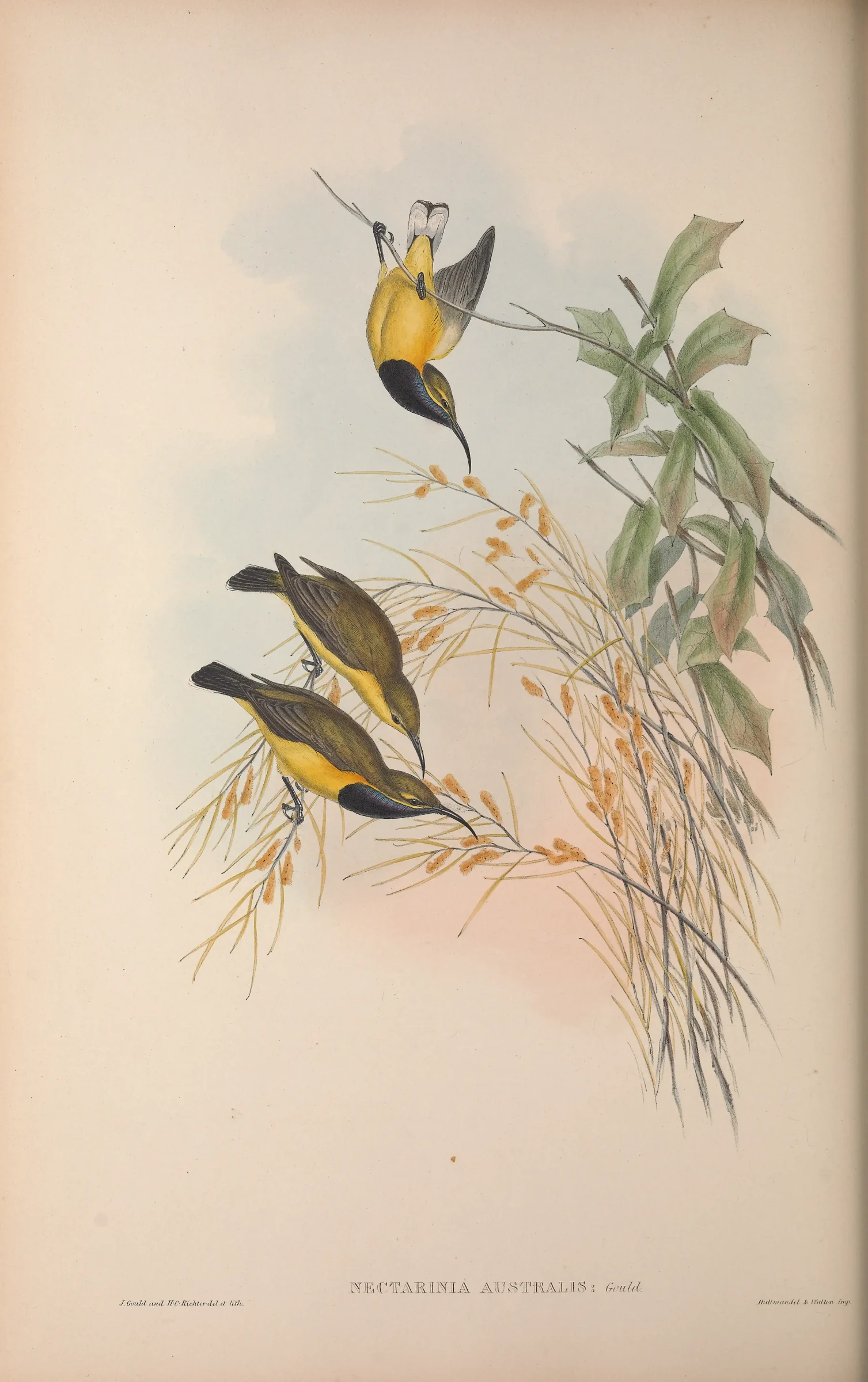 Historical bird plate: Sahul Sunbird