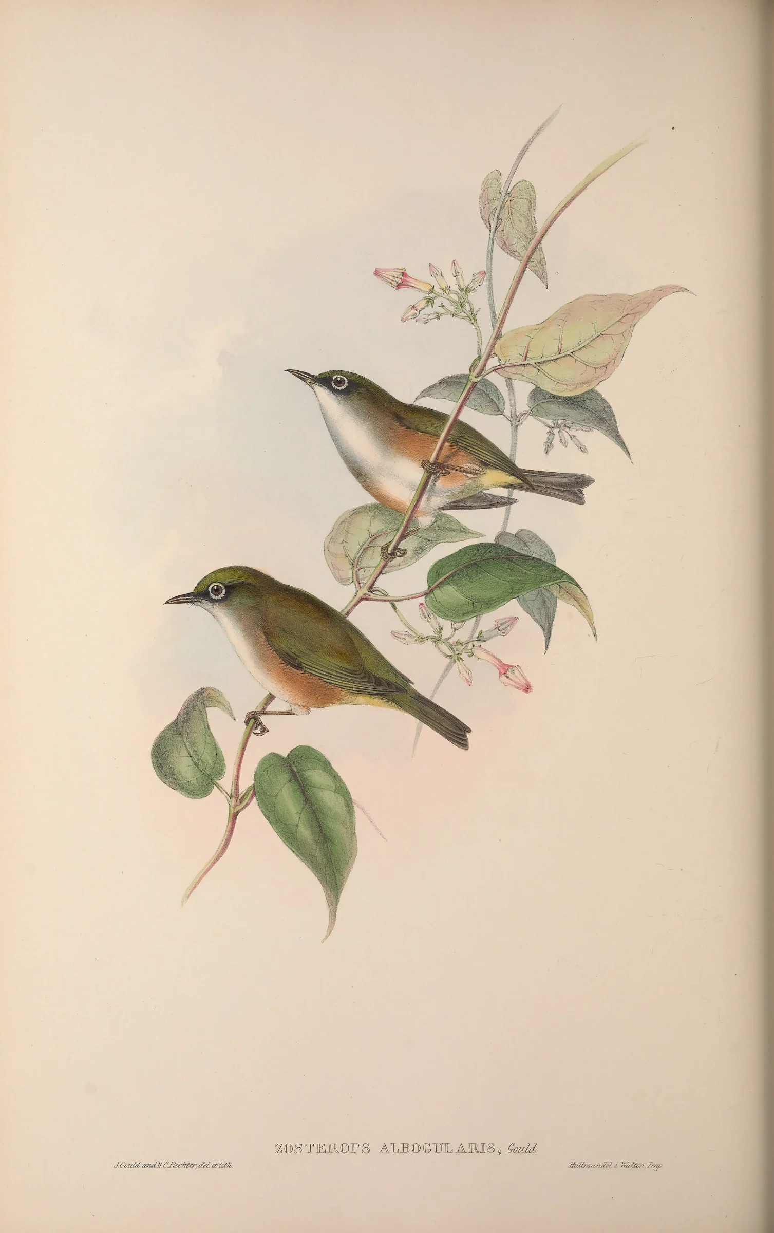 Historical bird plate: White-chested White-eye