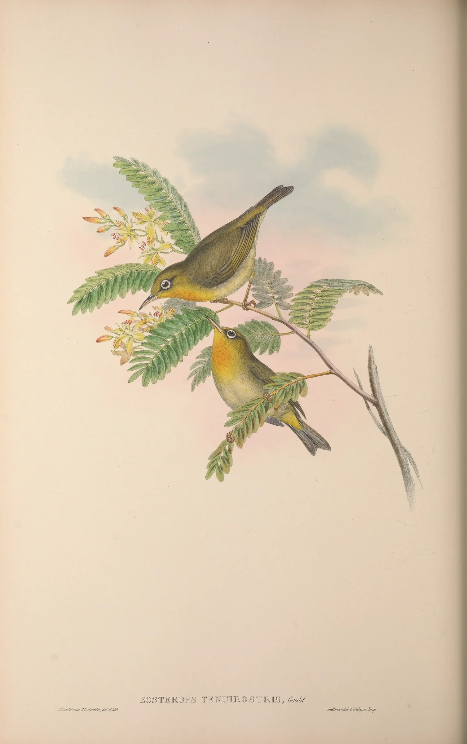 Historical bird plate: Slender-billed White-eye