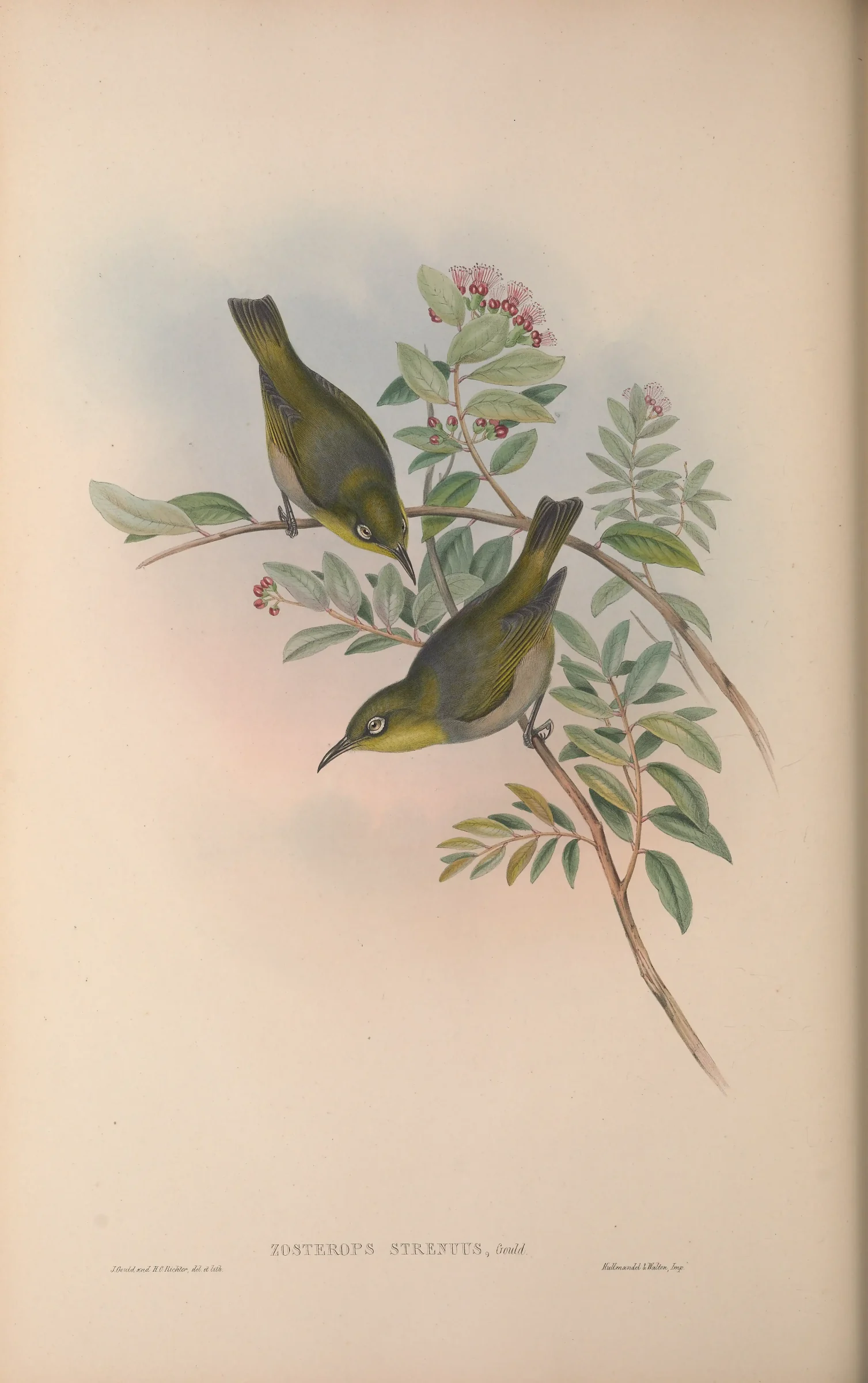 Historical bird plate: Robust White-eye