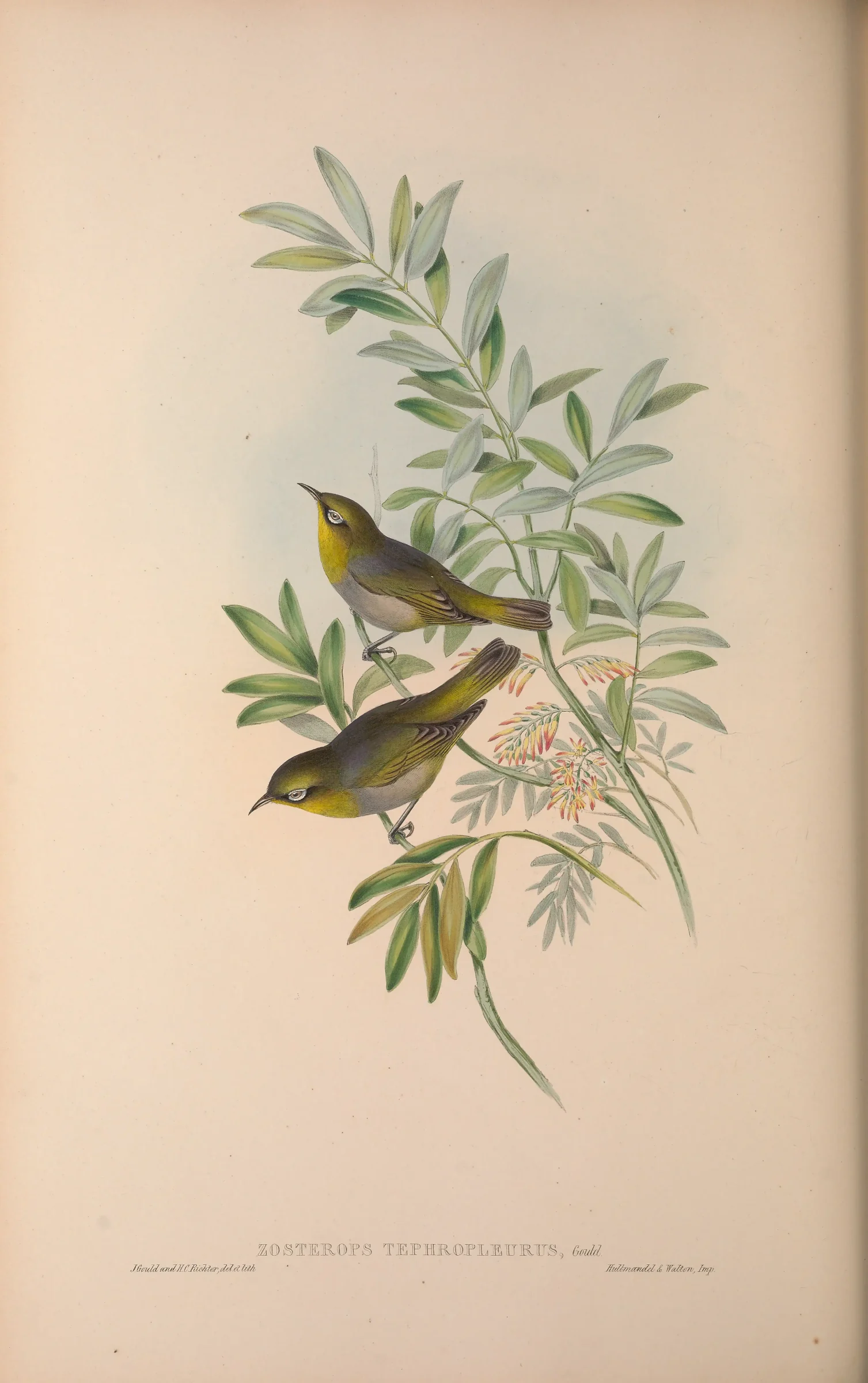 Historical bird plate: Silvereye
