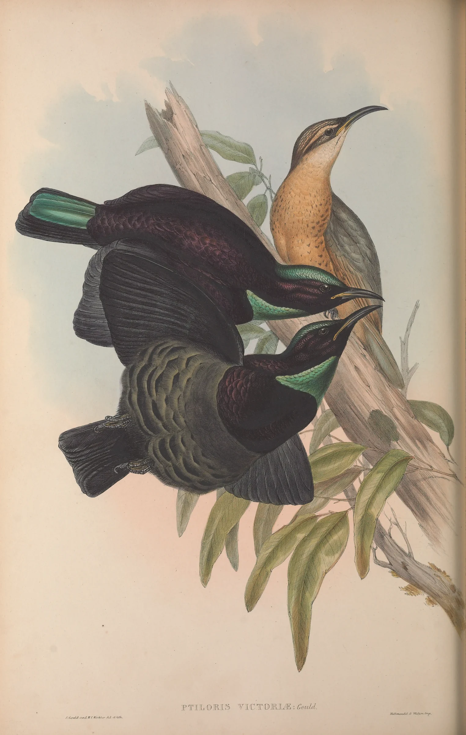 Historical bird plate: Victoria's Riflebird