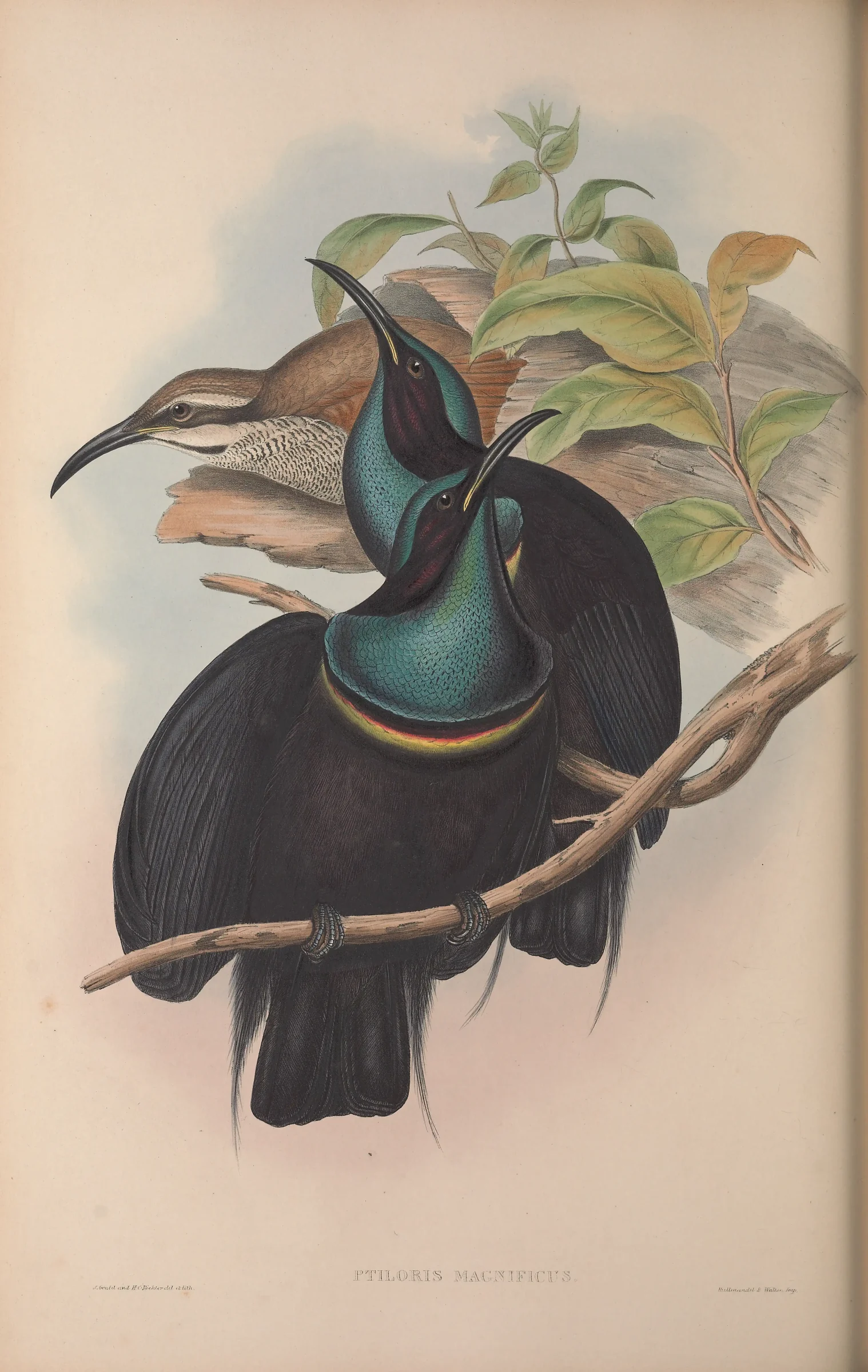 Historical bird plate: Magnificent Riflebird
