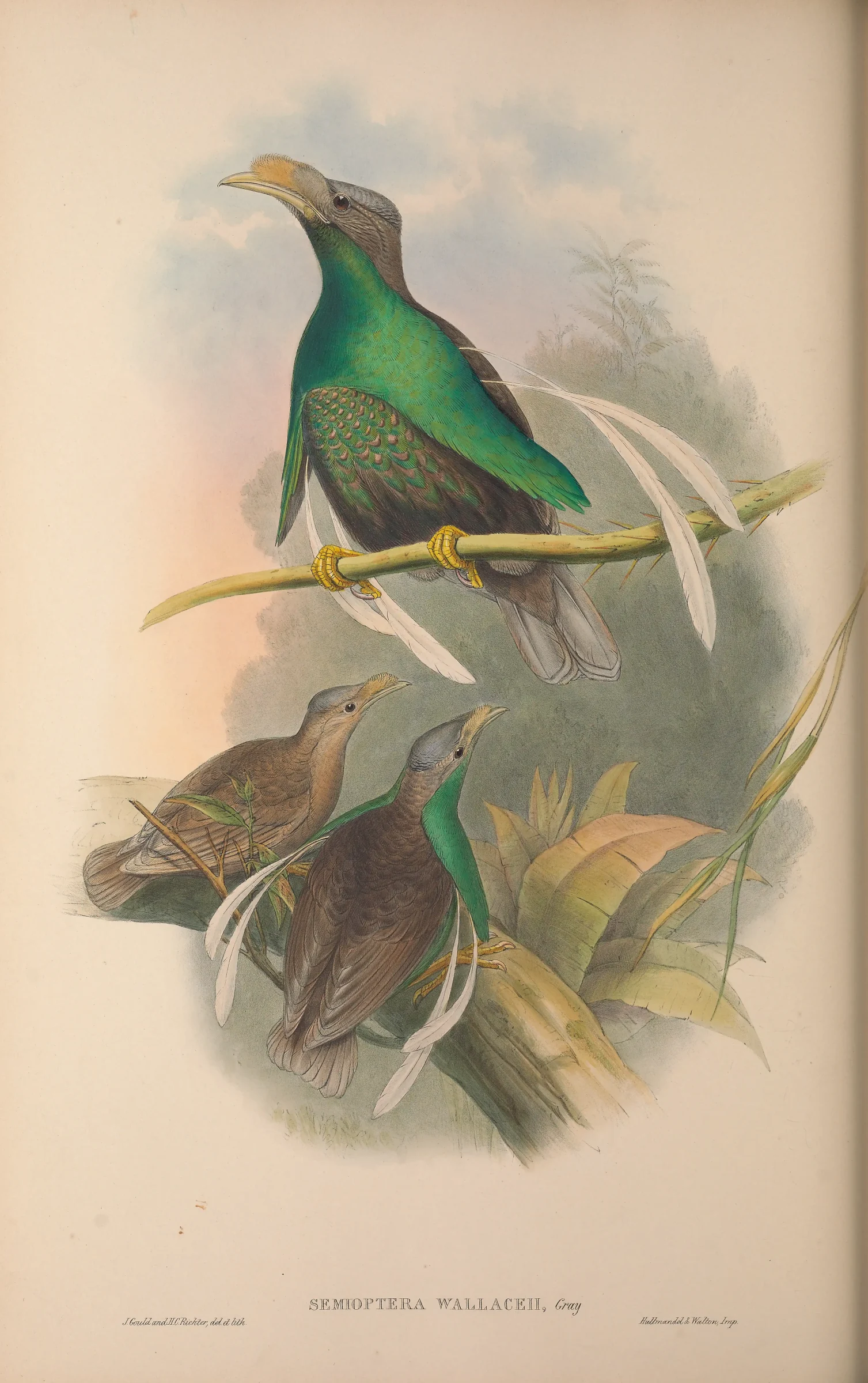 Historical bird plate: Standardwing
