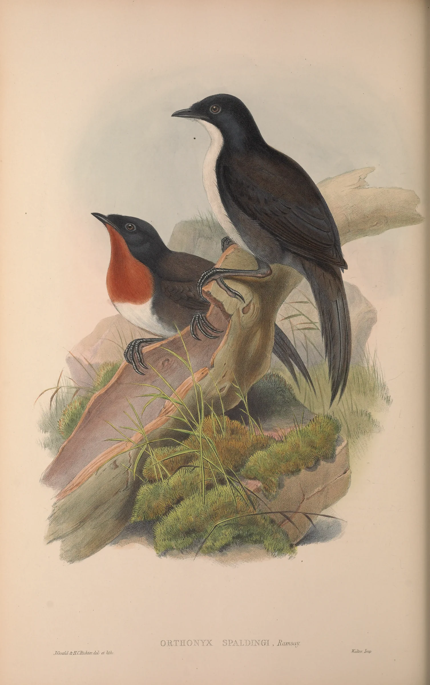 Historical bird plate: Chowchilla
