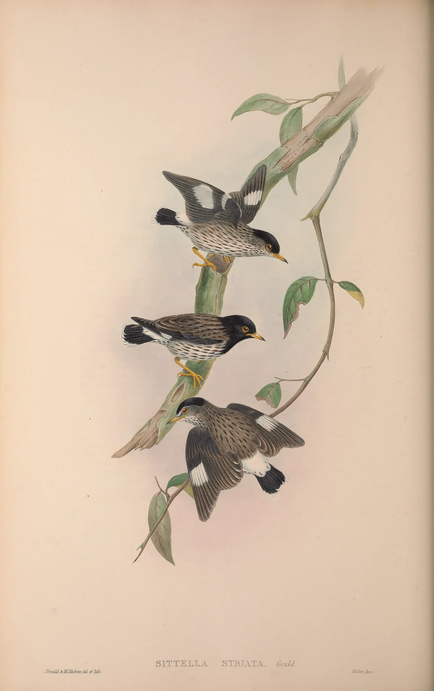 Historical bird plate: Varied Sittella