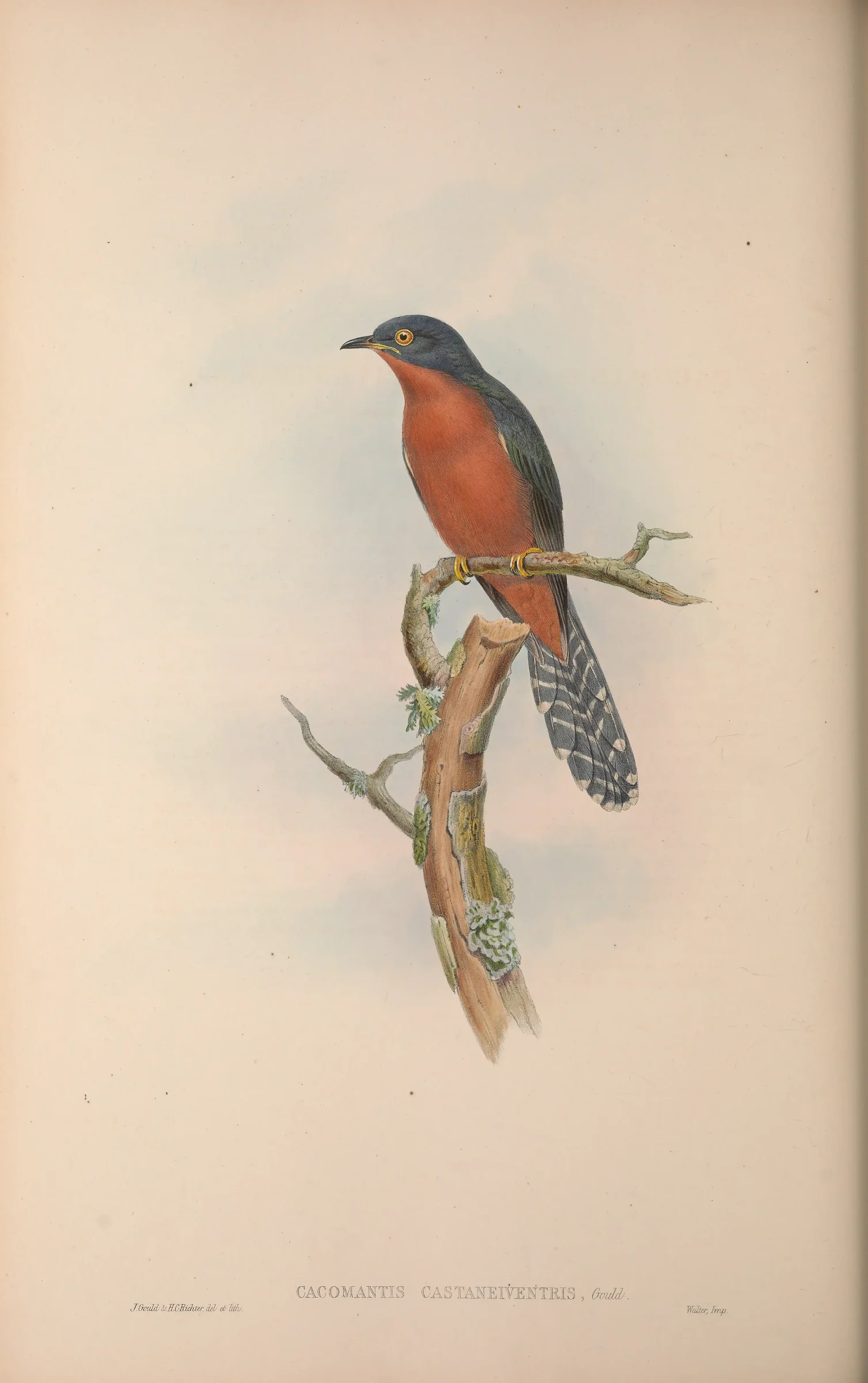 Historical bird plate: Chestnut-breasted Cuckoo