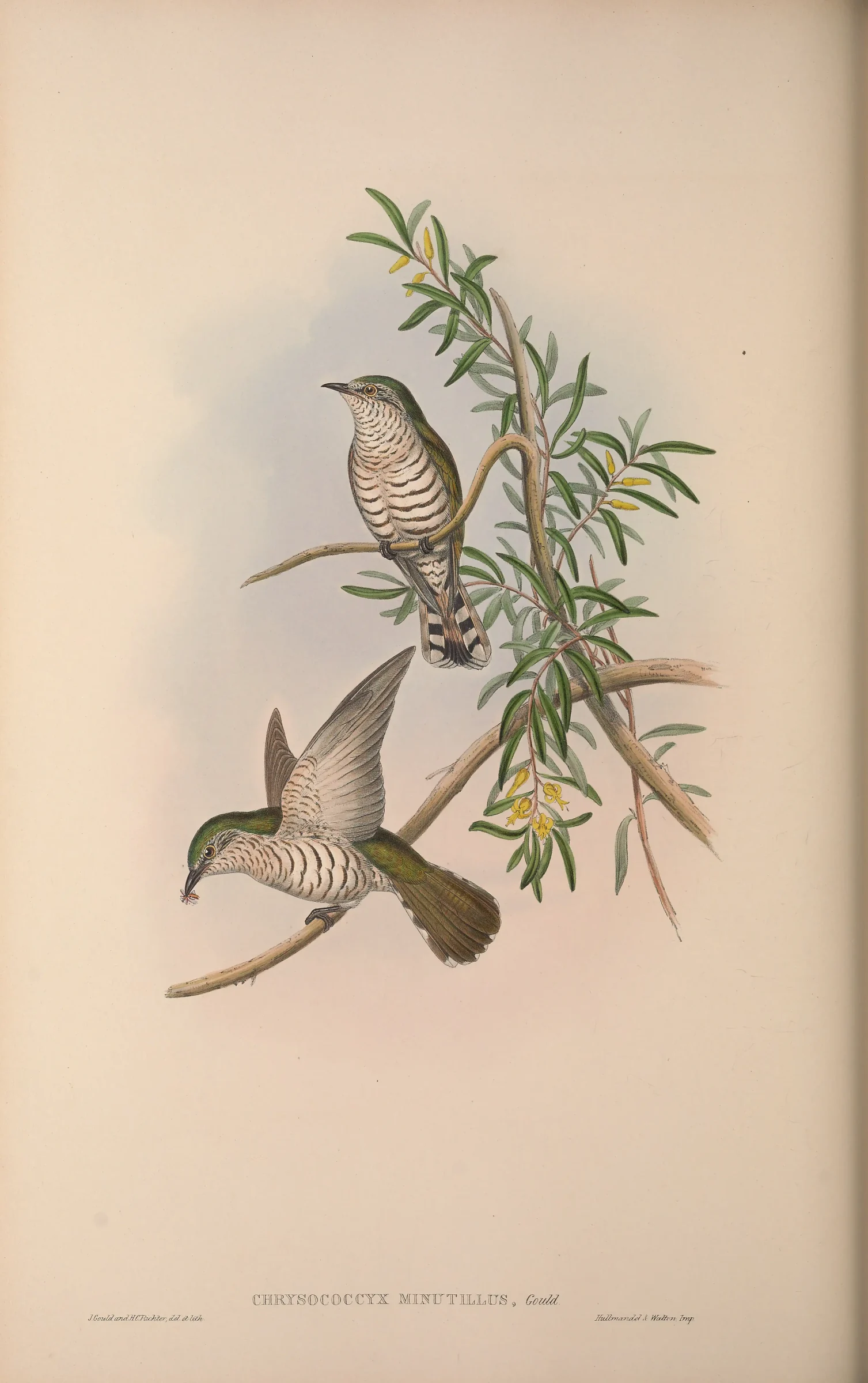 Historical bird plate: Little Bronze Cuckoo