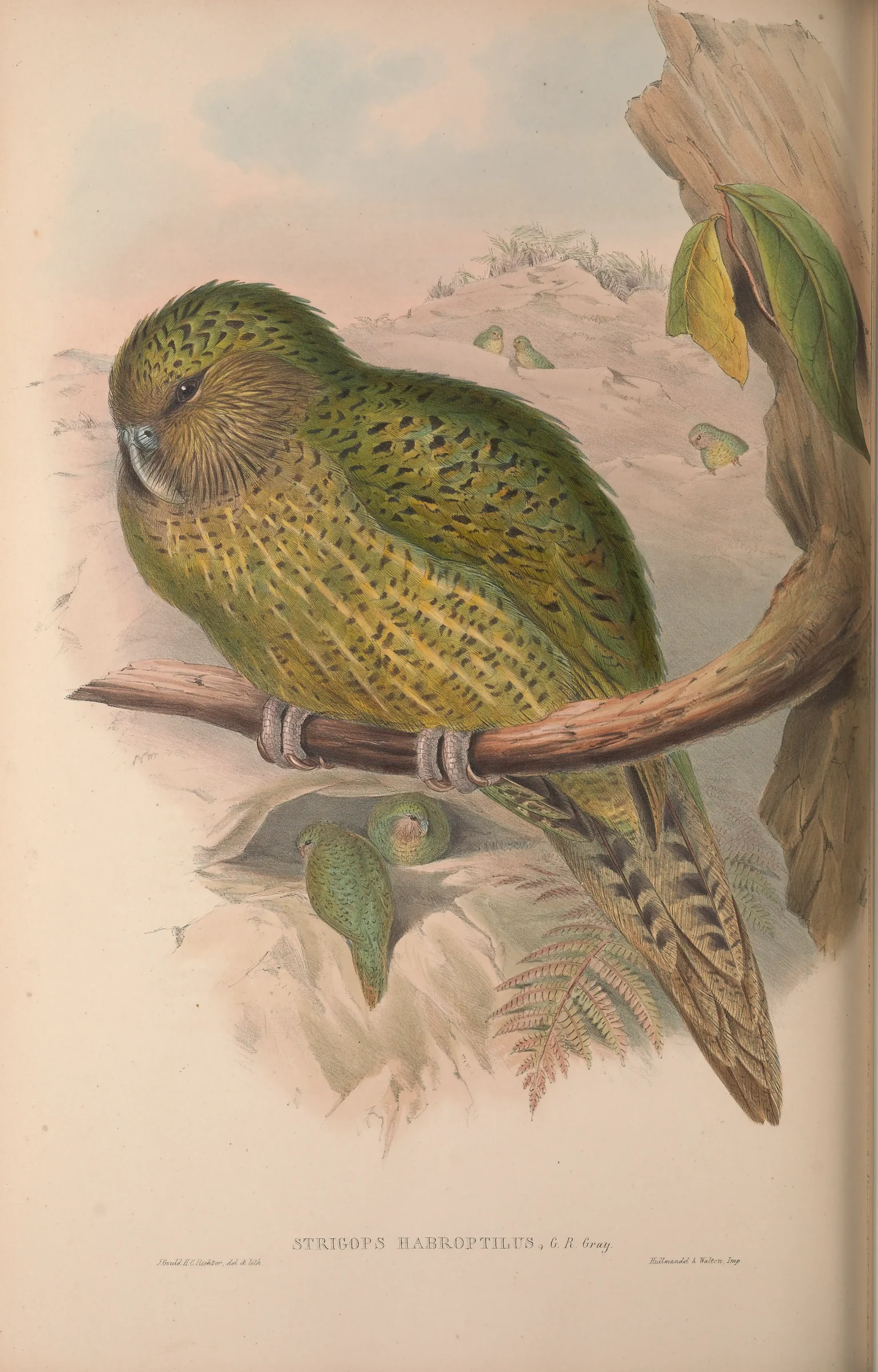 Historical bird plate: Kakapo