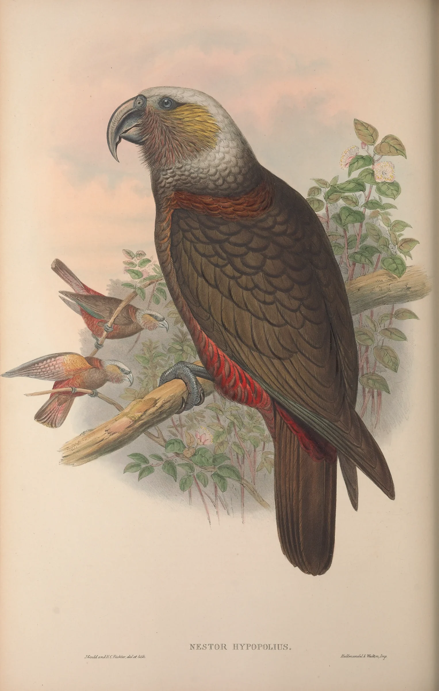 Historical bird plate: New Zealand Kaka